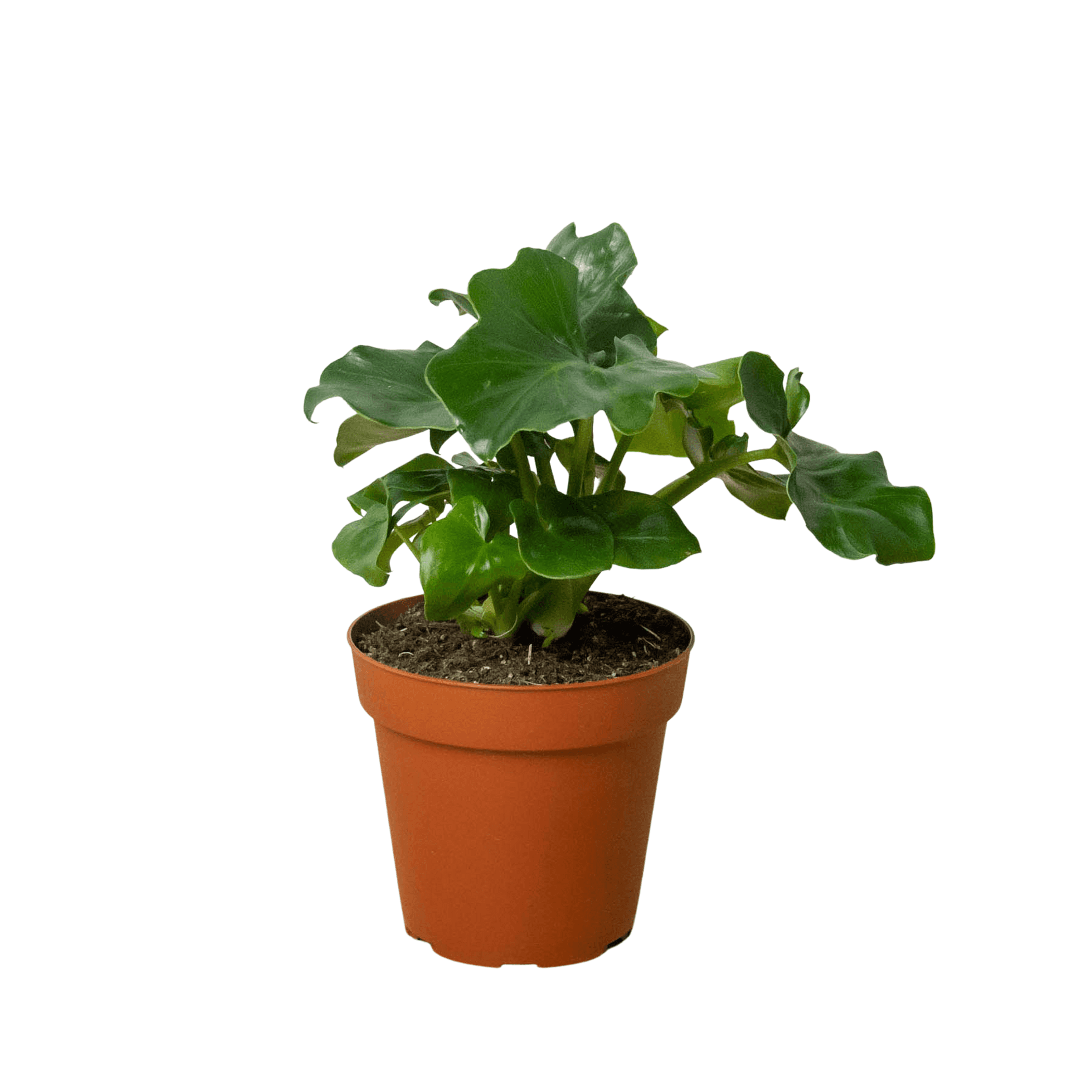 Philodendron 'Atom' plant in terracotta pot with glossy split green leaves