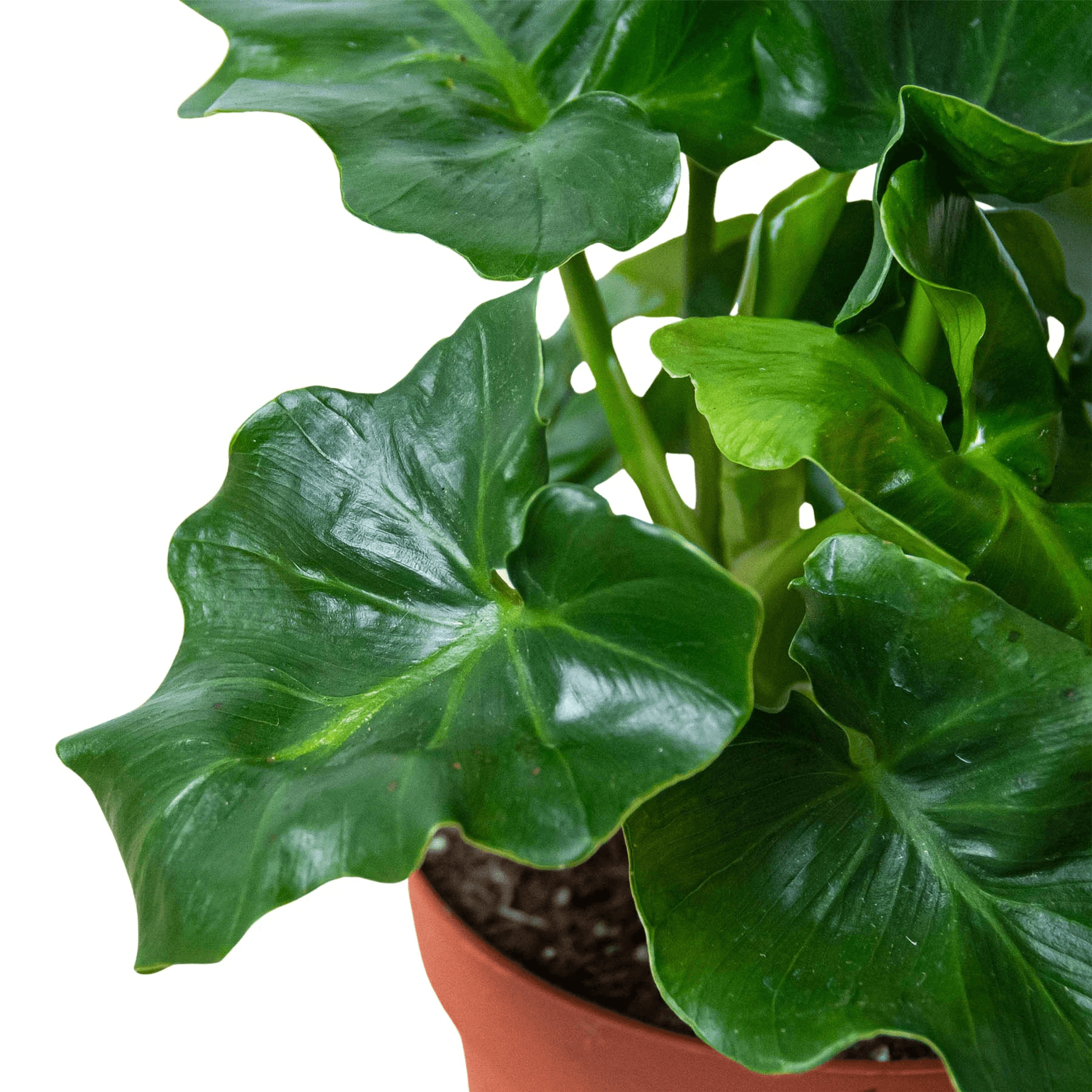Close-up of Philodendron 'Atom' glossy green leaves in terracotta pot