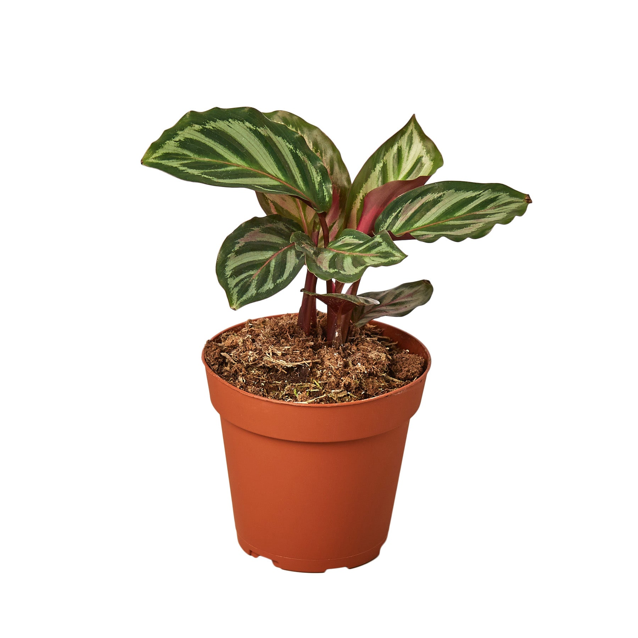 Calathea 'Peacock' - Garden