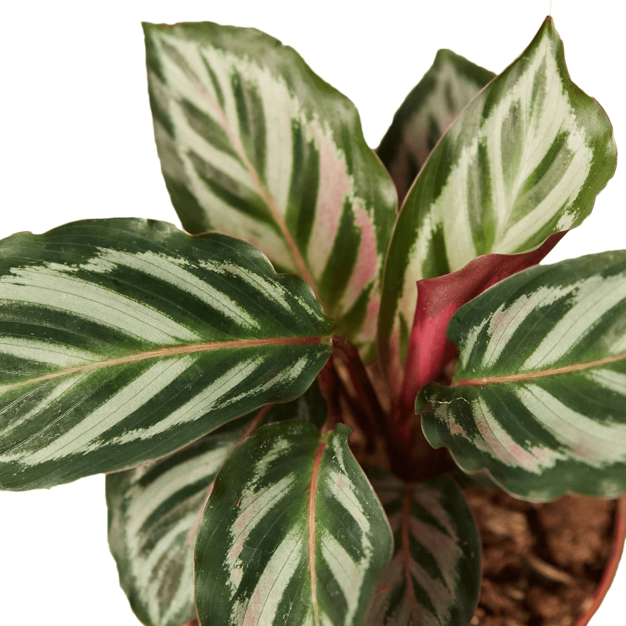 Calathea 'Peacock' - Garden