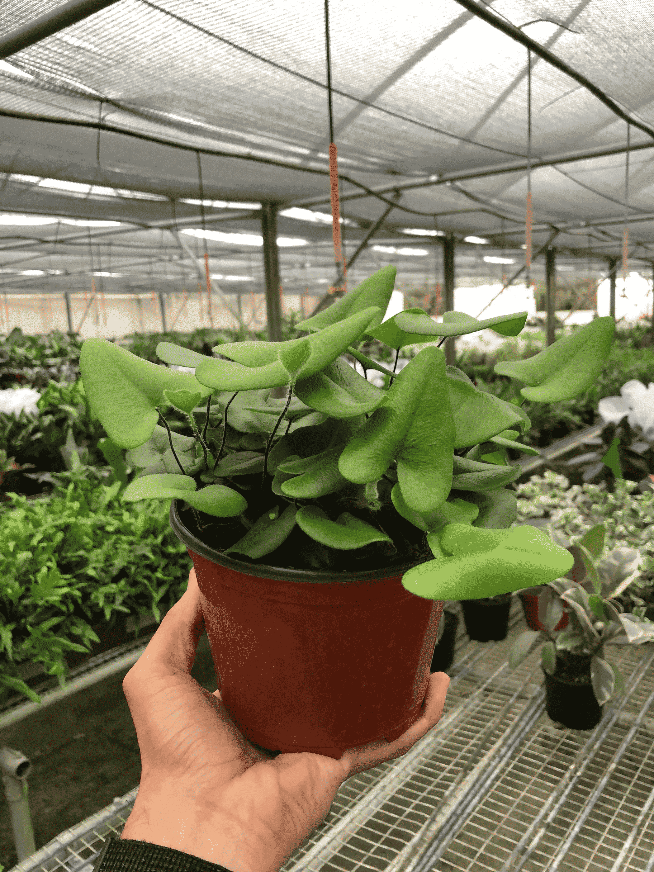 Heart fern plant with thick green leaves in terracotta pot, held in hand