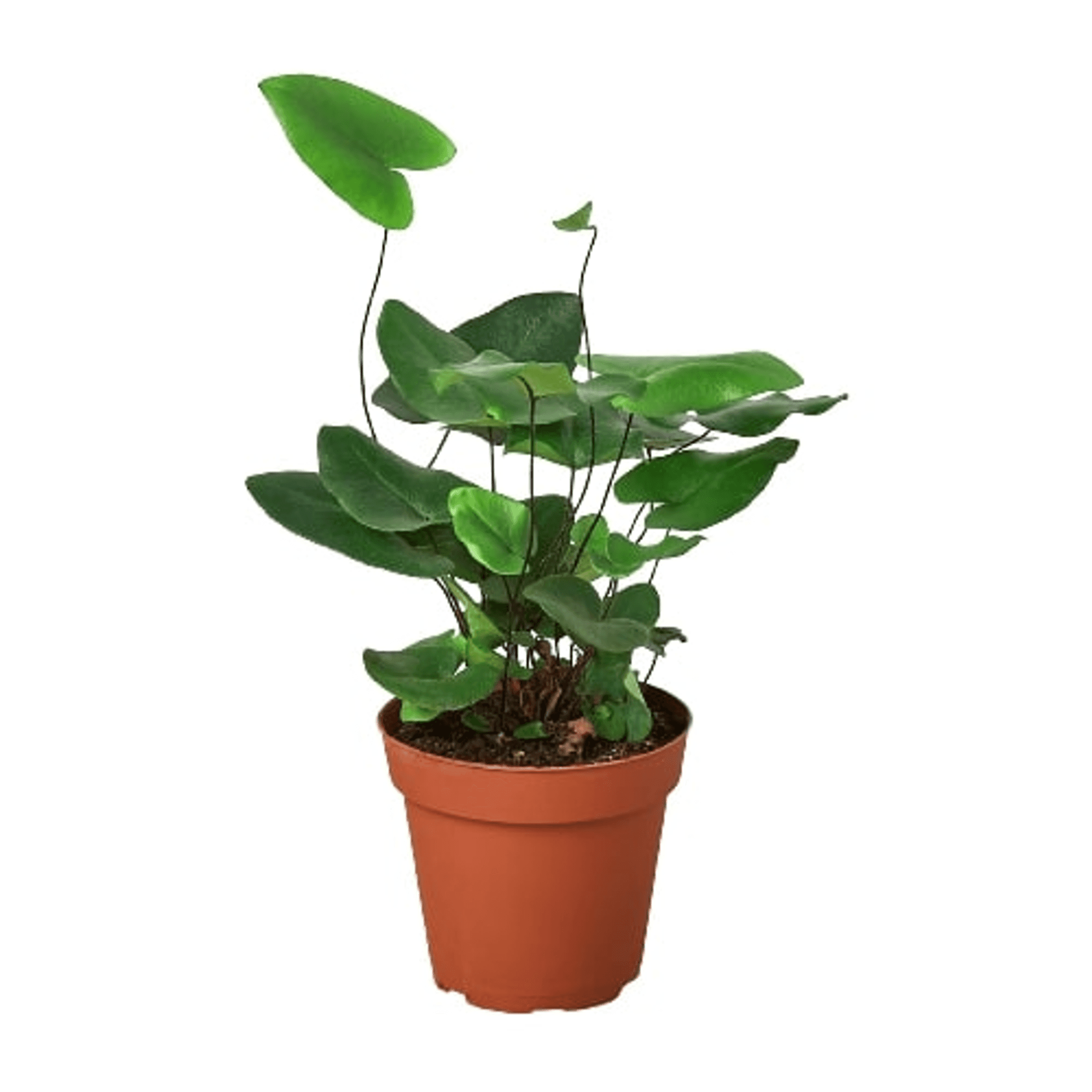 Heart fern plant with thick green leaves in terracotta pot, full view