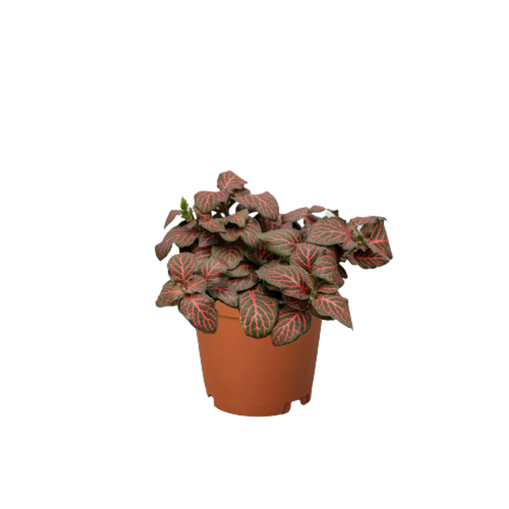 Fittonia 'Red' - Garden