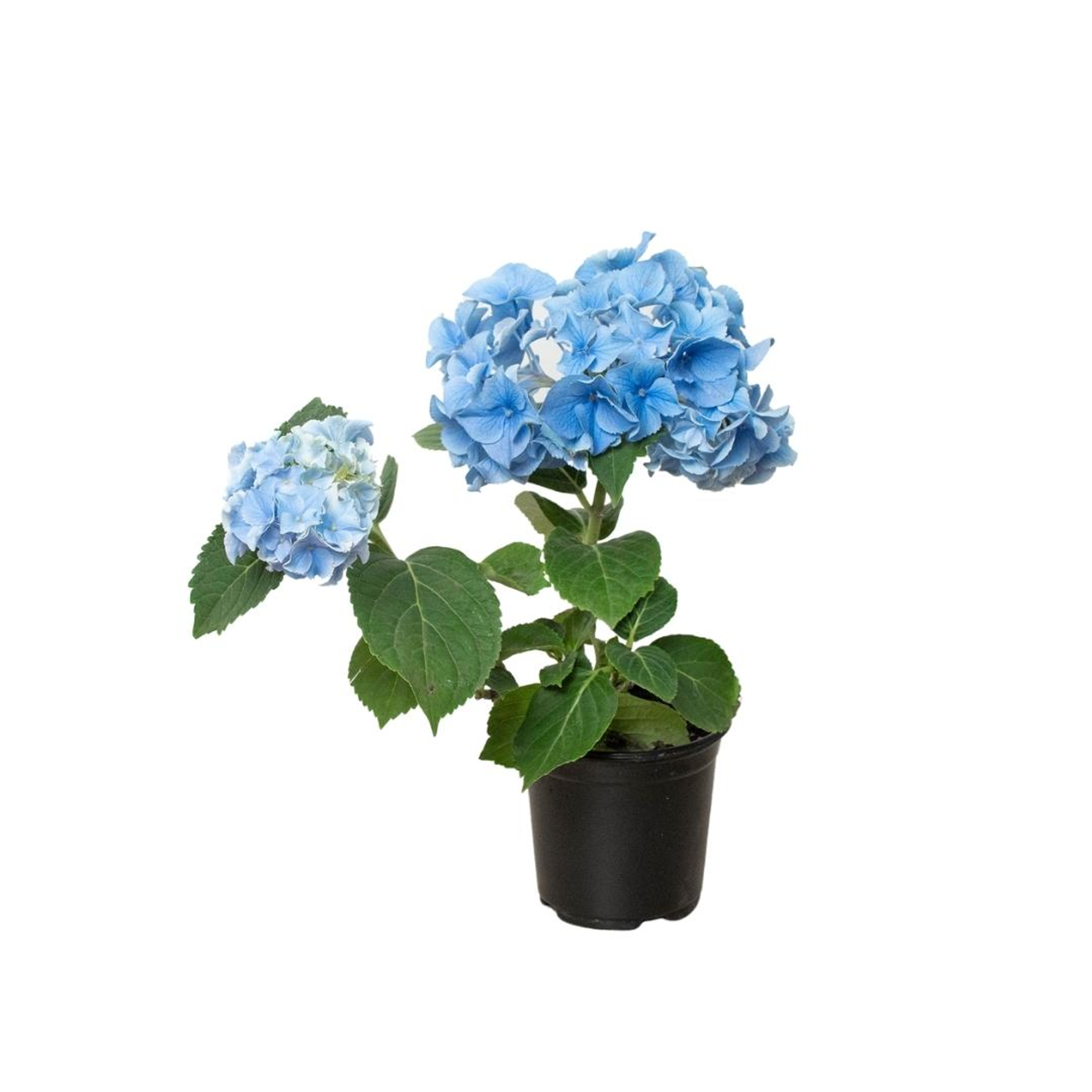 Blue Hydrangea - 6" Pot - Garden