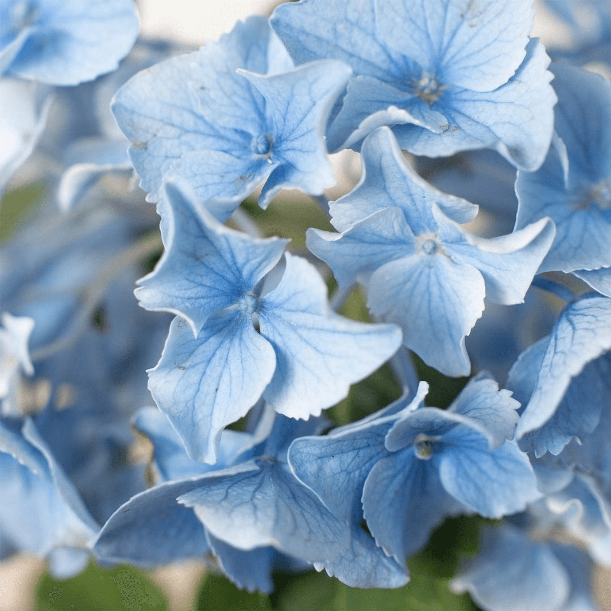 Blue Hydrangea - 6" Pot - Garden