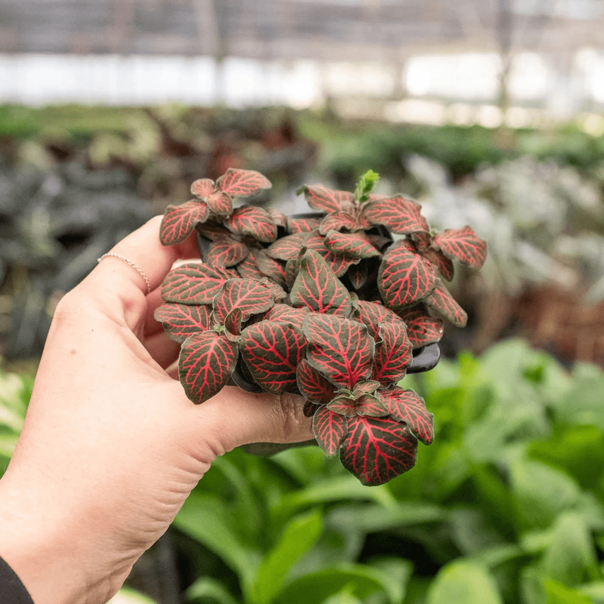 Fittonia 'Red' - Garden