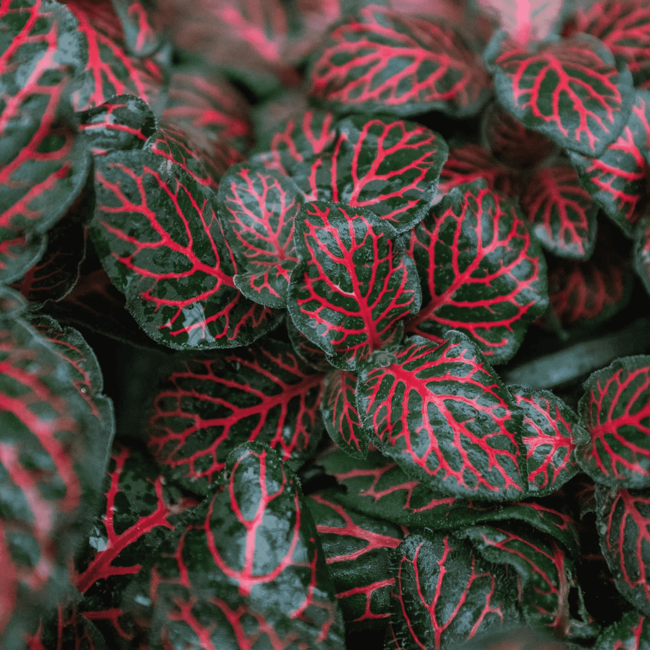 Fittonia 'Red' - Garden