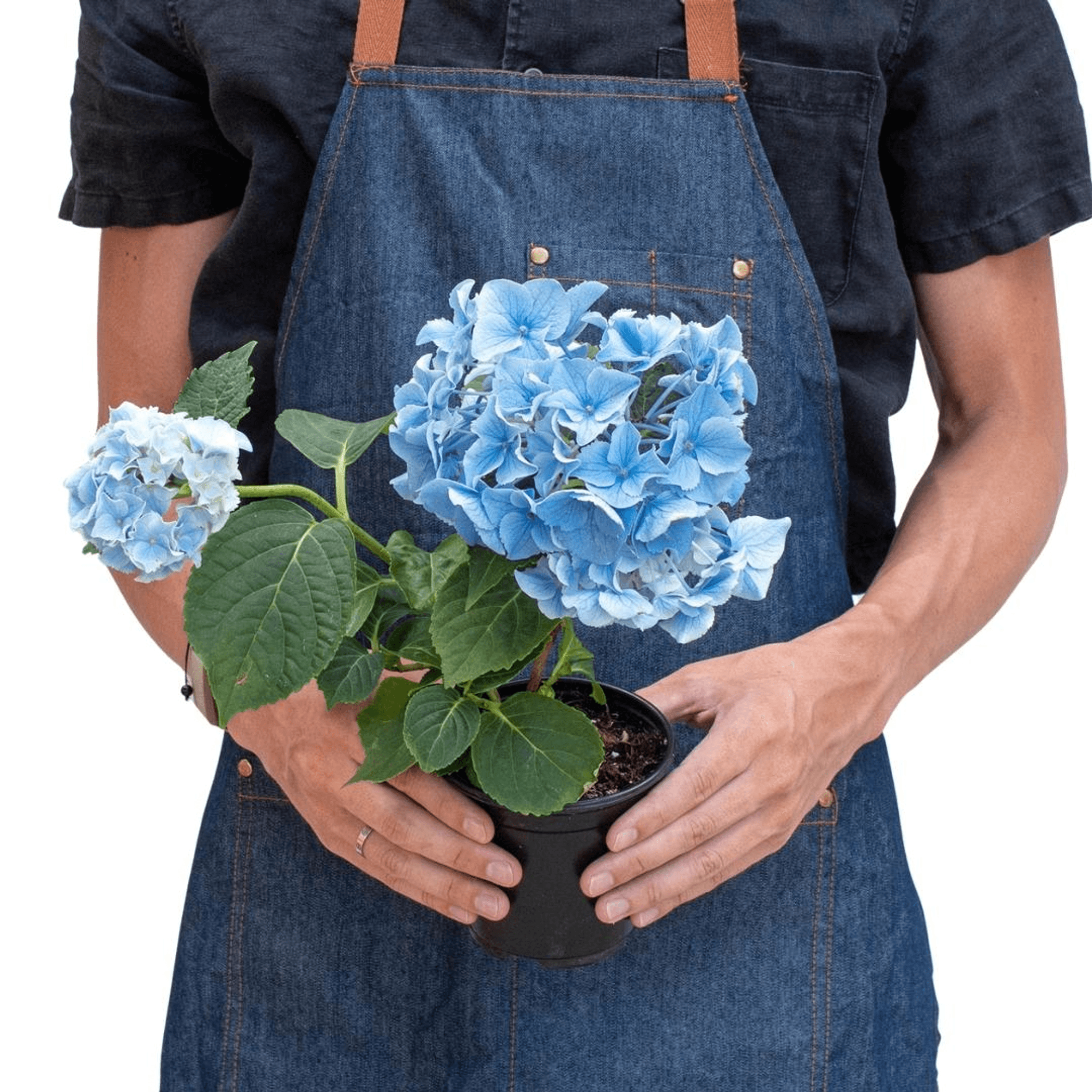 Blue Hydrangea - 6" Pot - Garden