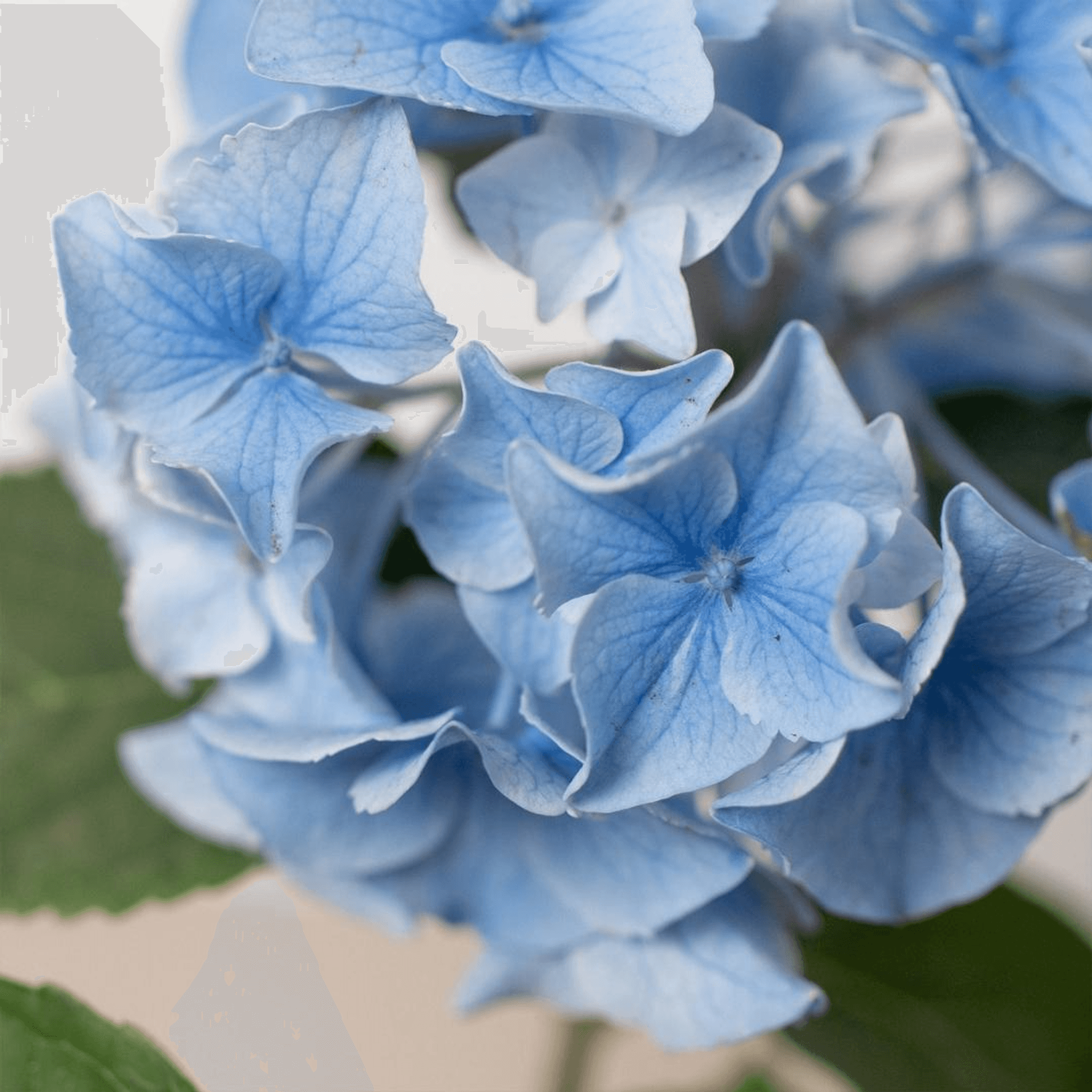 Blue Hydrangea - 6" Pot - Garden