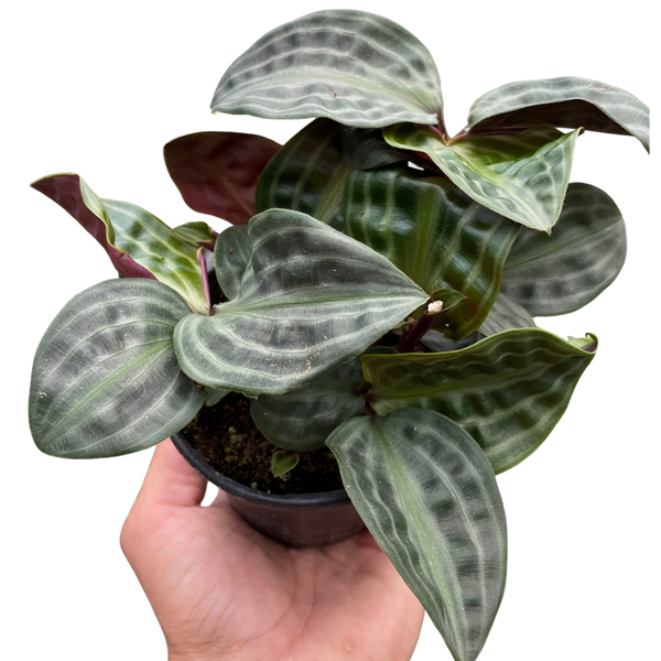 Geogenanthus 'Seersucker' plant in pot, glossy green leaves with pale stripe veins