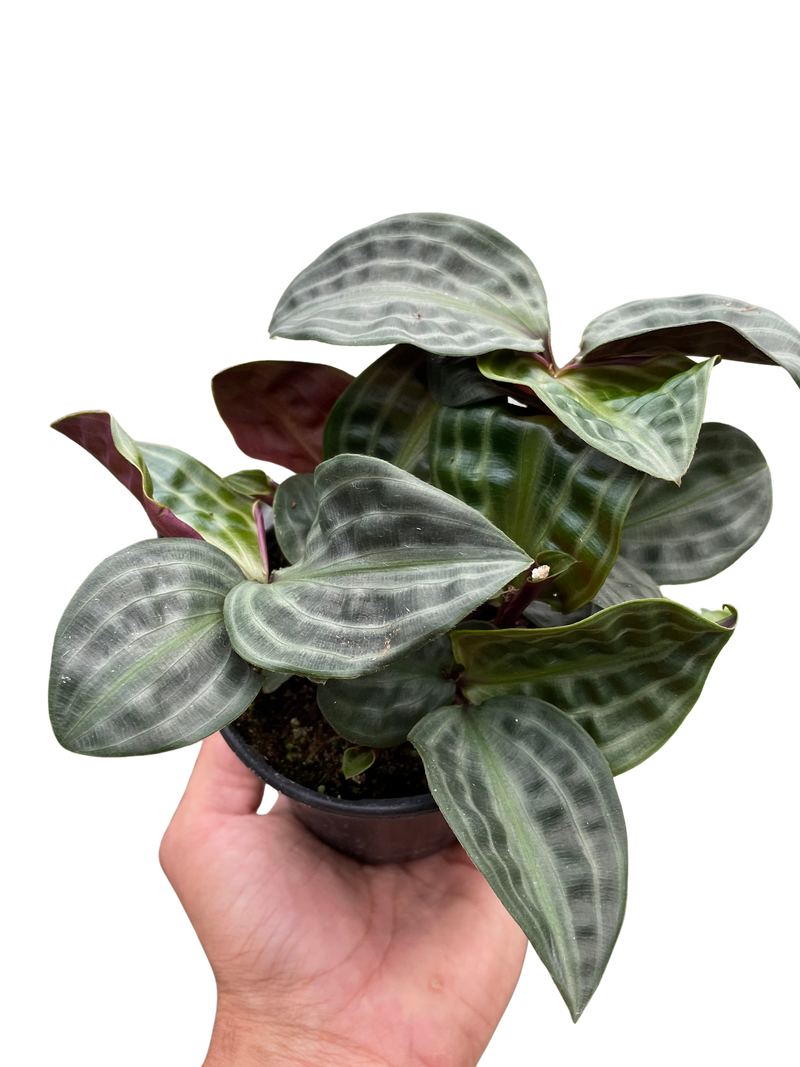 Geogenanthus 'Seersucker' plant in black pot, wavy pale stripes; held by hand