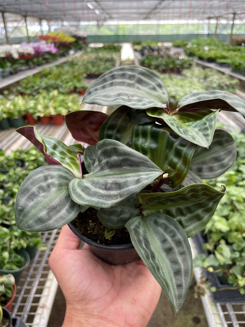 Geogenanthus 'Seersucker' plant in black pot, broad leaves with silver veining held up
