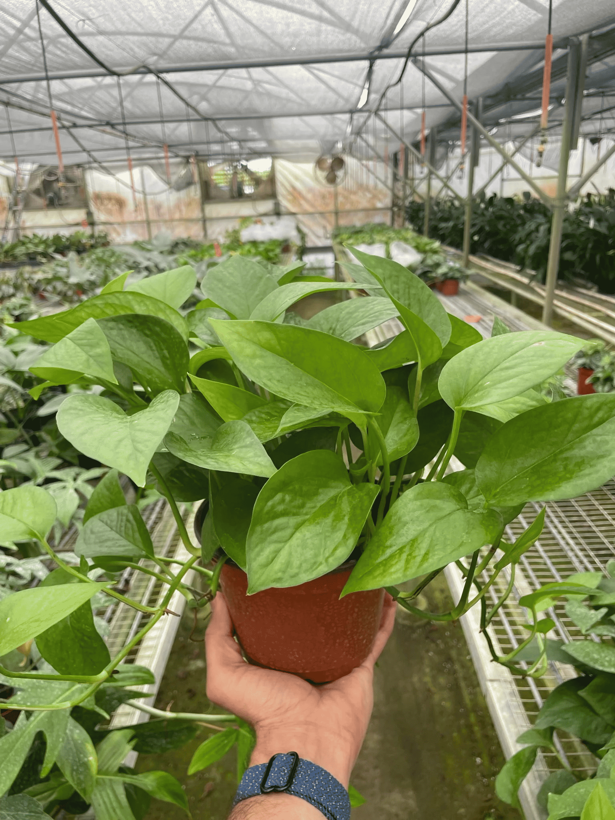 Pothos plant with variegated green leaves held in a terracotta pot