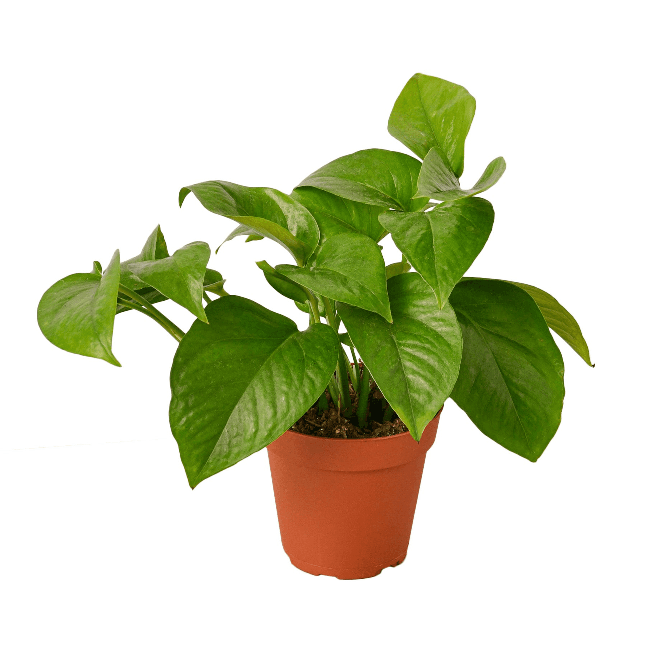 Pothos plant with glossy green leaves in a terracotta pot