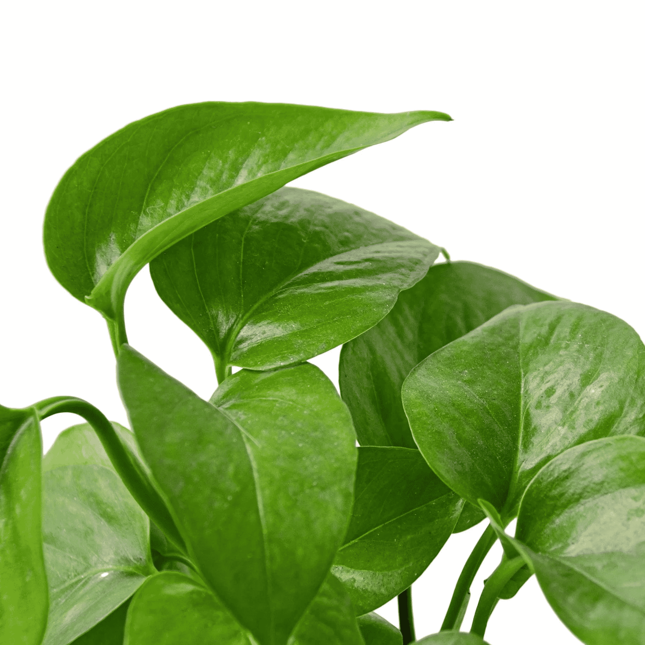 Close-up of pothos leaves in green with light variegation