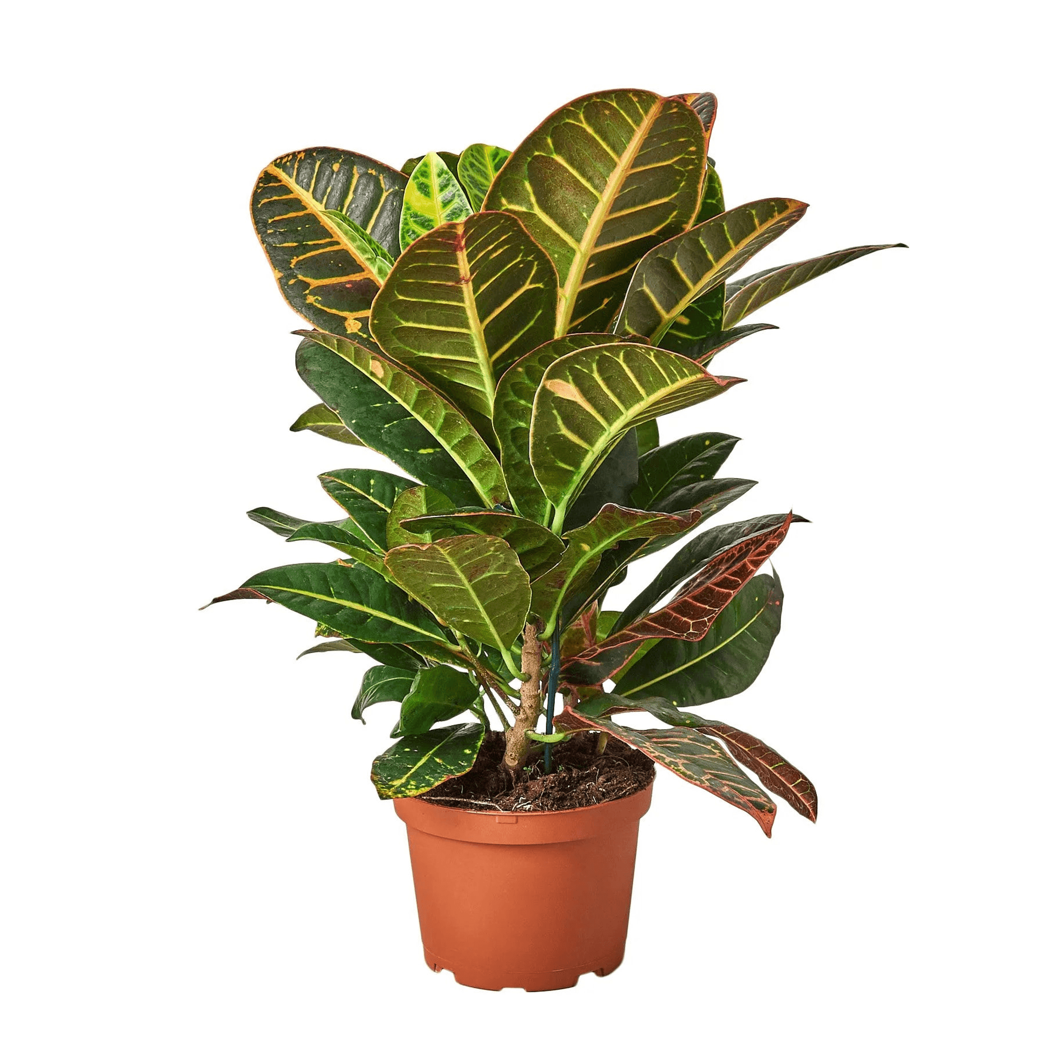 Croton Petra 'Joseph's Coat' - Garden