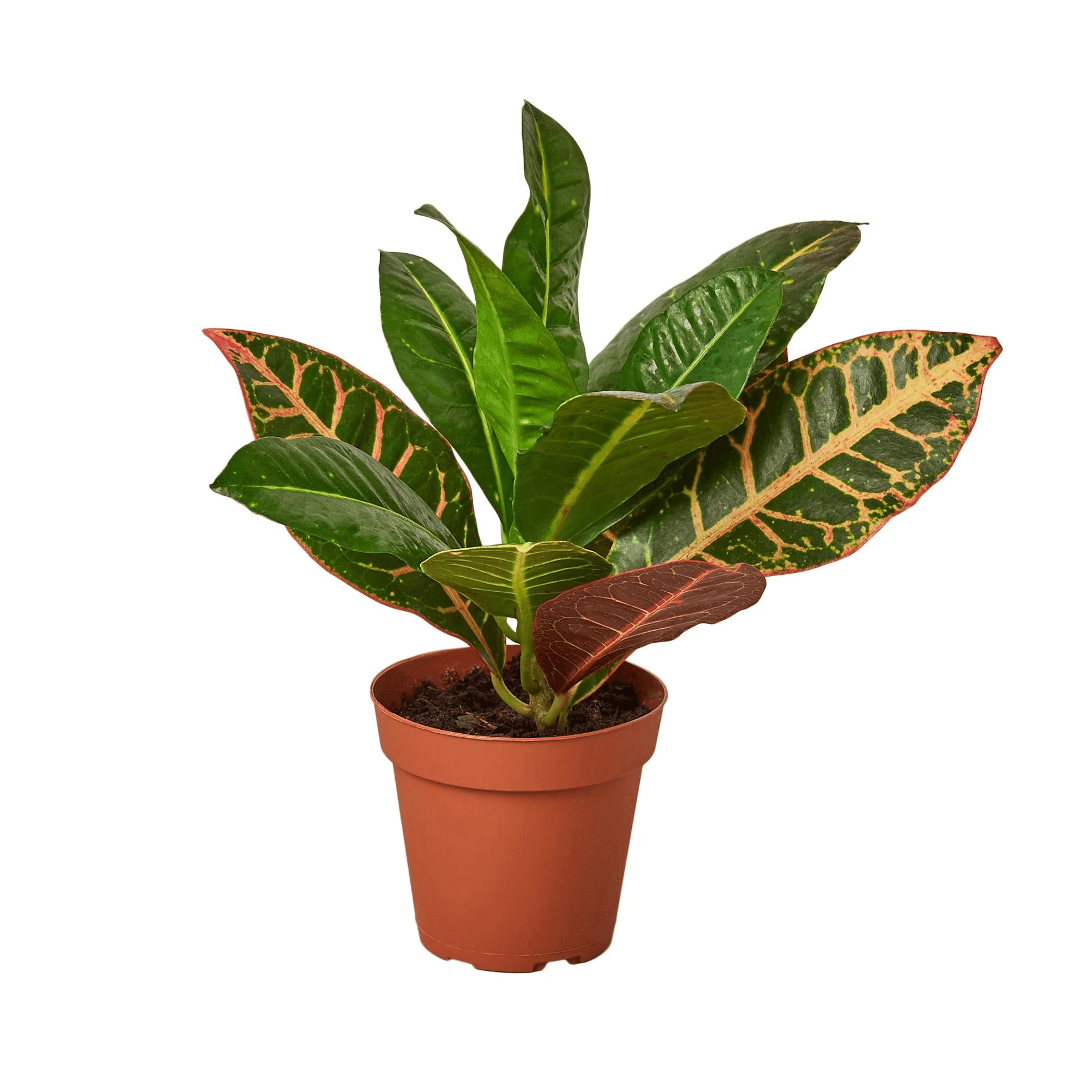 Croton Petra 'Joseph's Coat' - Garden
