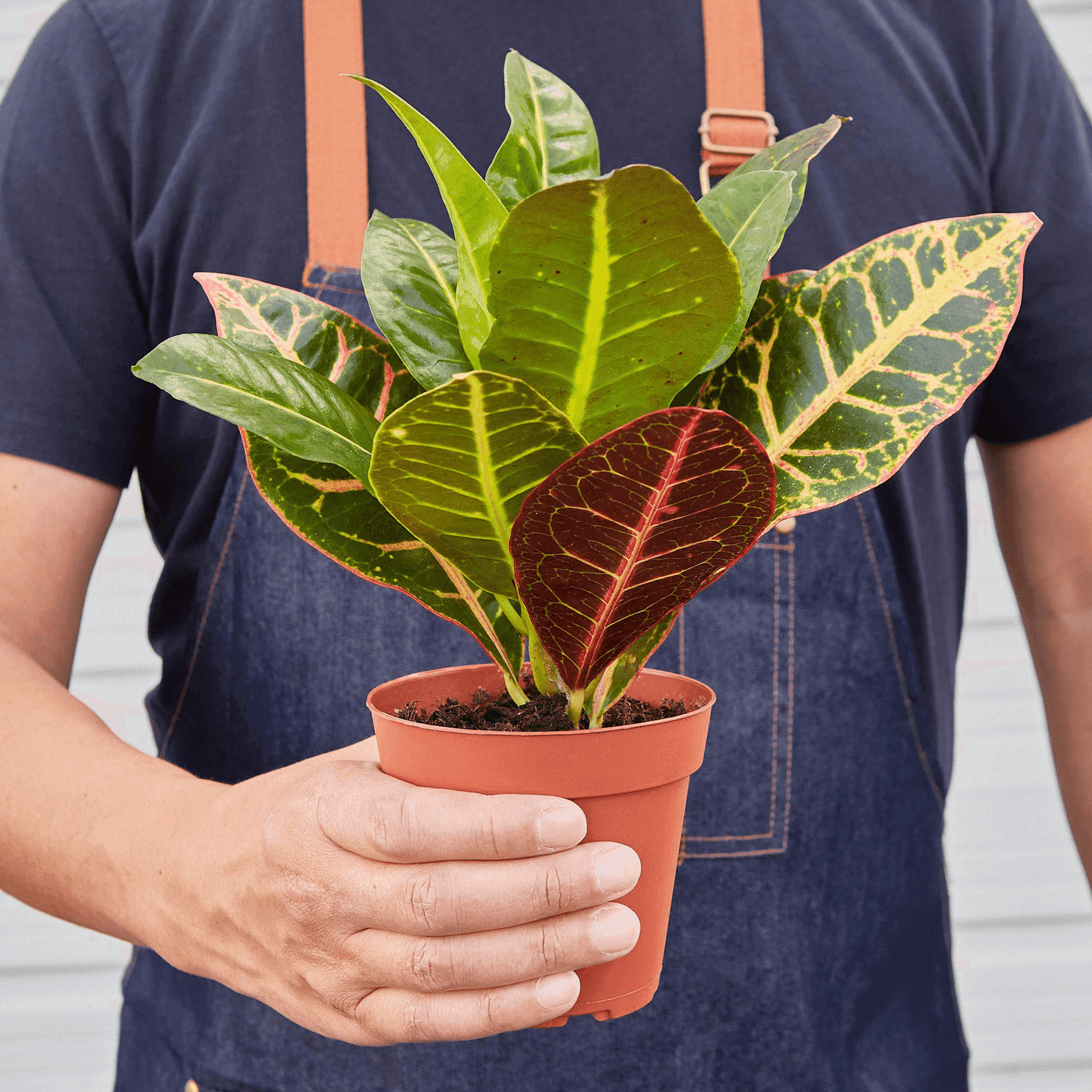 Croton Petra 'Joseph's Coat' - Garden
