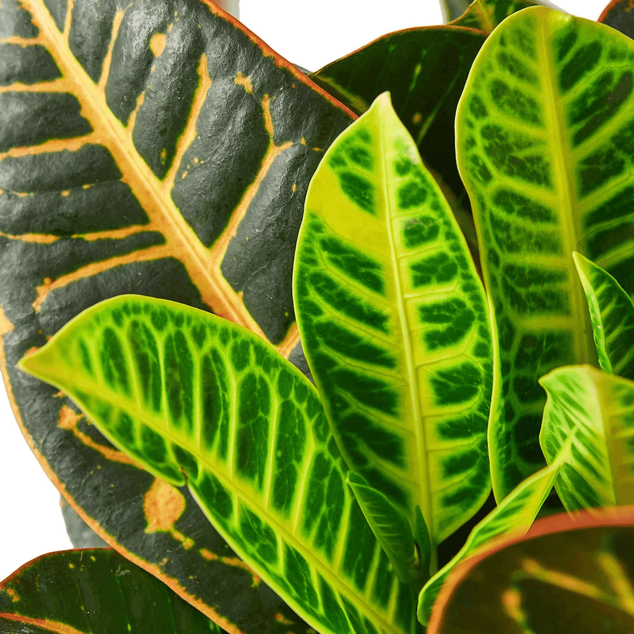 Croton Petra 'Joseph's Coat' - Garden