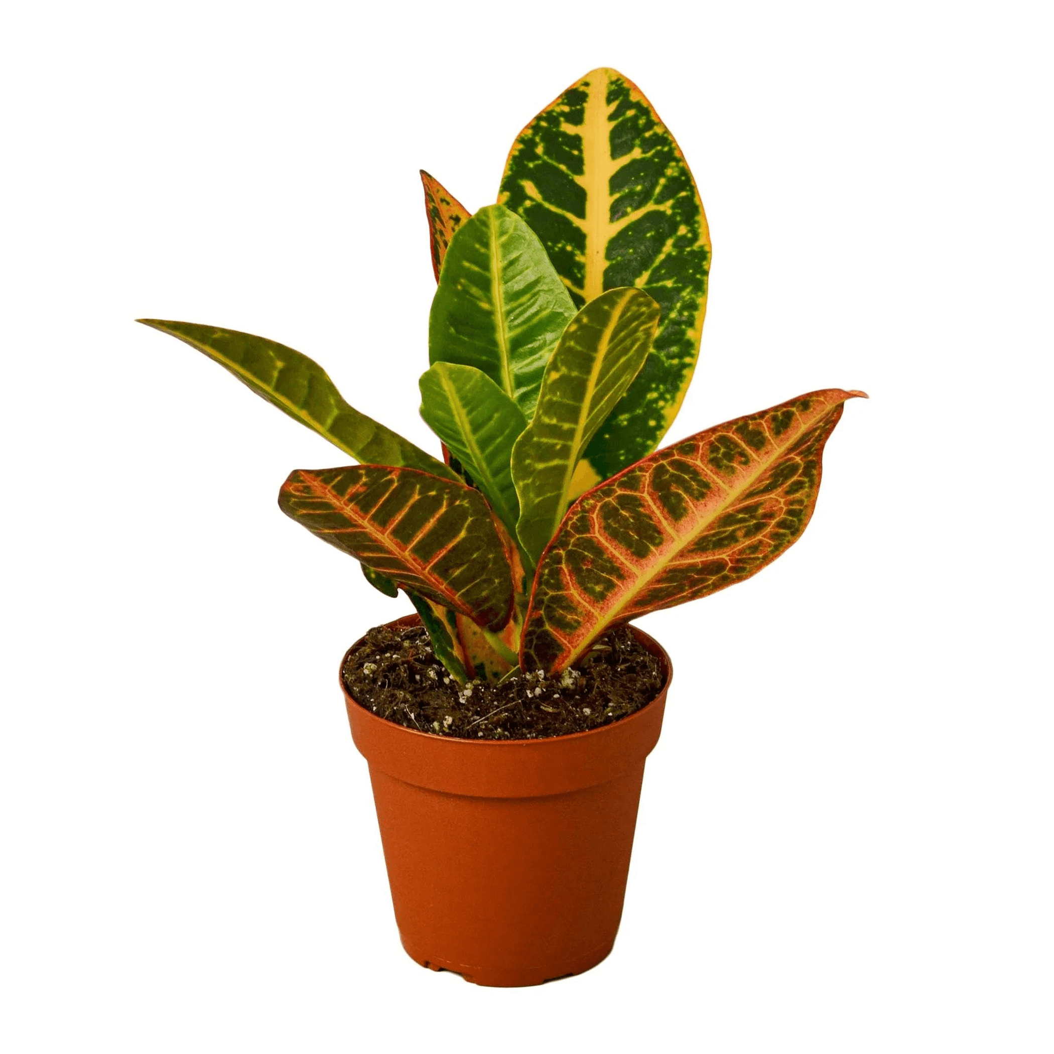 Croton Petra 'Joseph's Coat' - Garden
