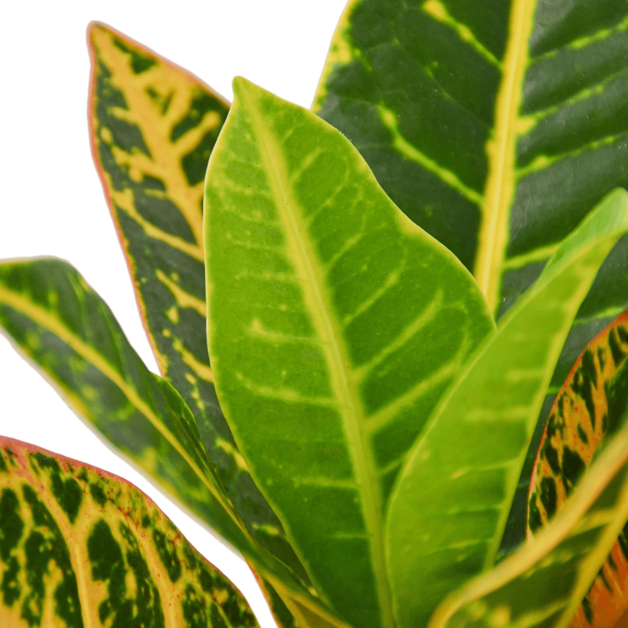 Croton Petra 'Joseph's Coat' - Garden