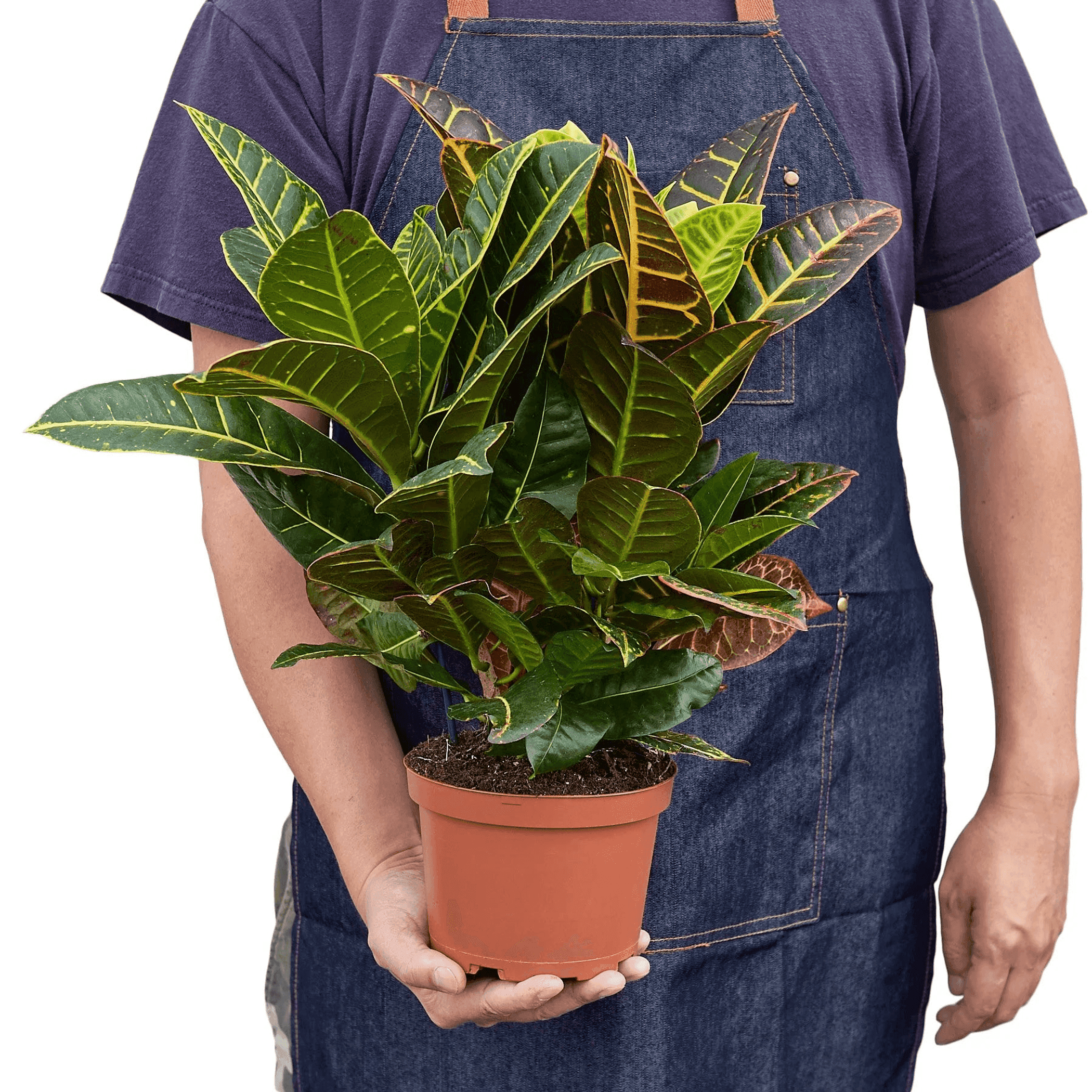 Croton Petra 'Joseph's Coat' - Garden