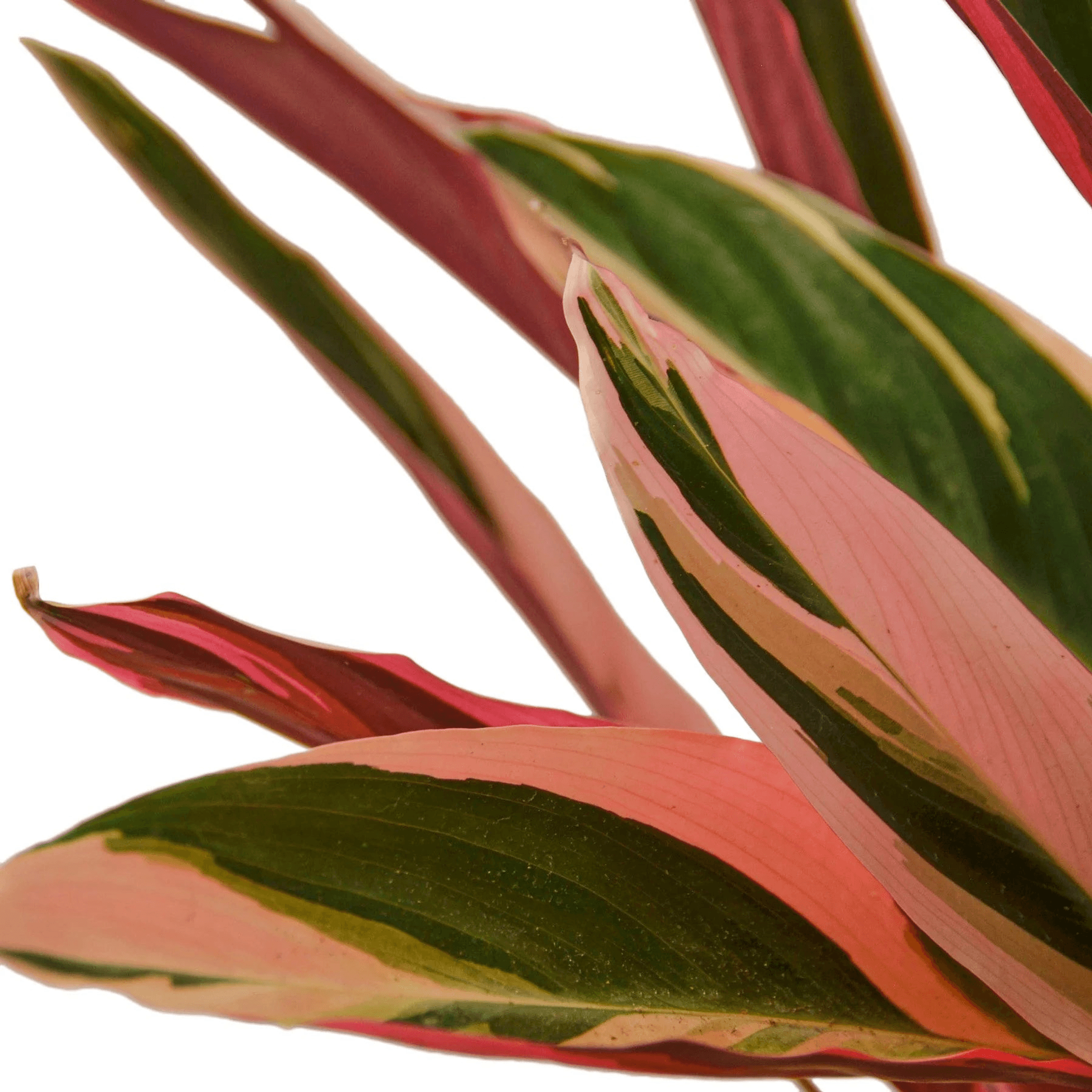 Triostar prayer plant leaves with pink, red, and dark green stripes