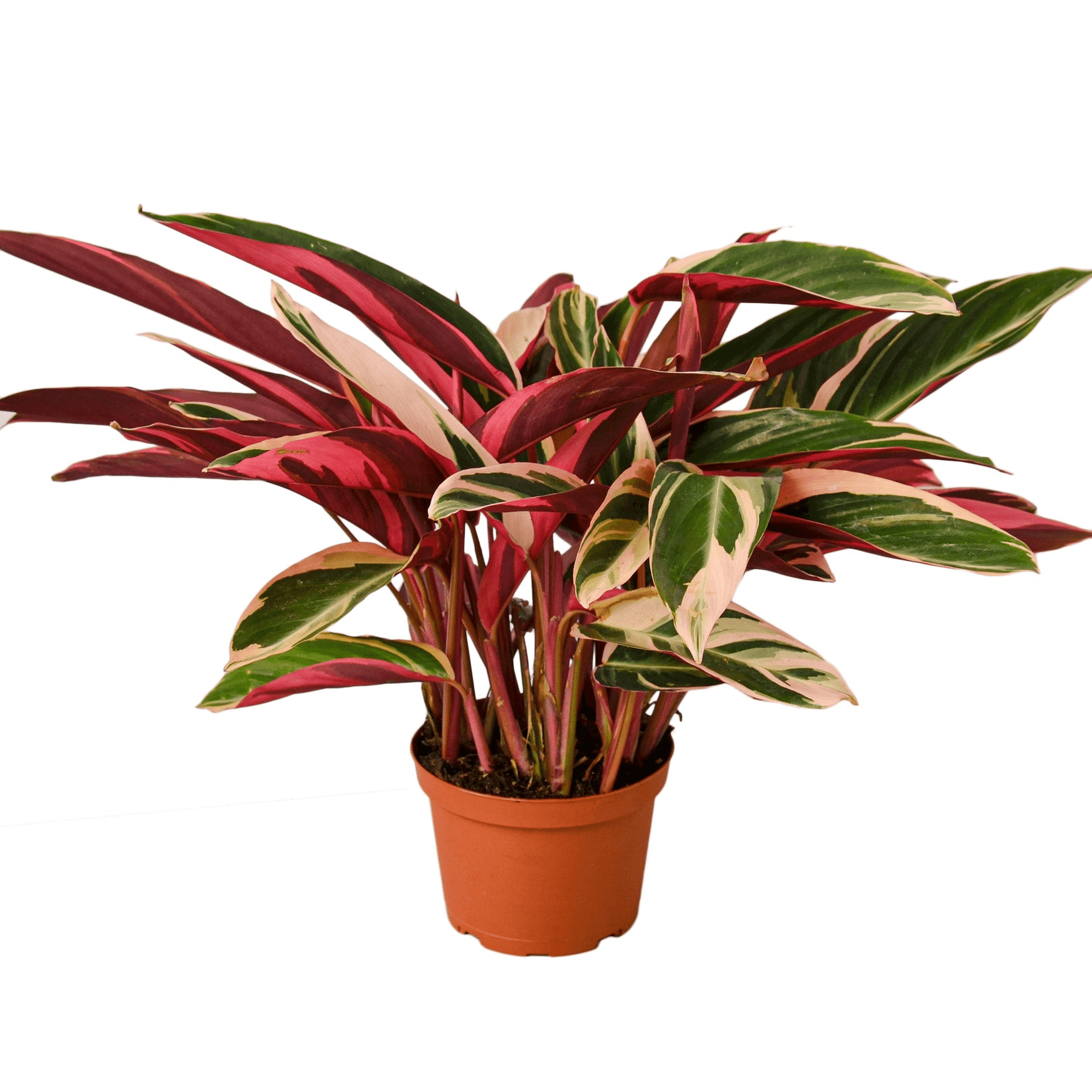 Triostar prayer plant in terracotta pot with variegated pink and green leaves