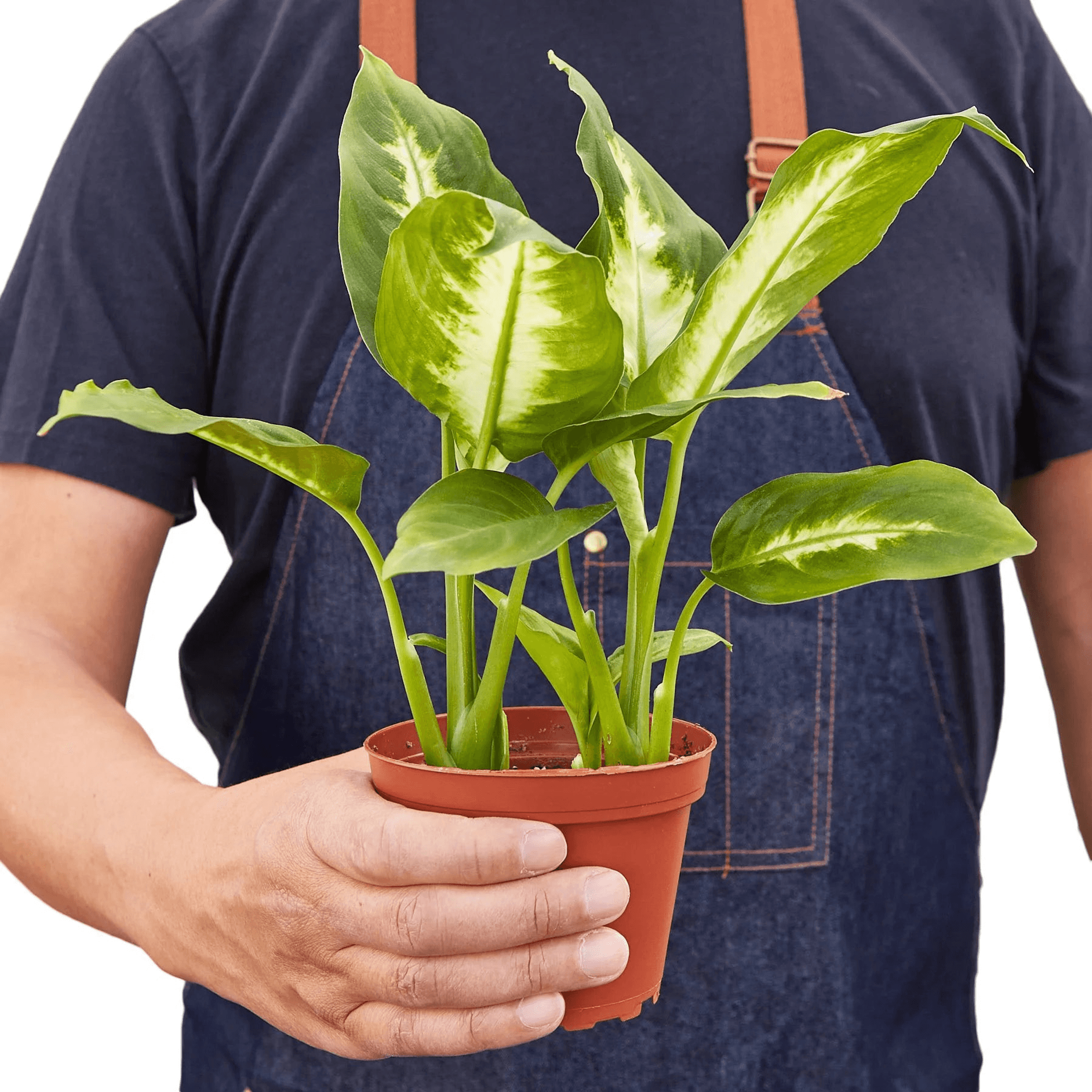 Dieffenbachia Camille - Garden
