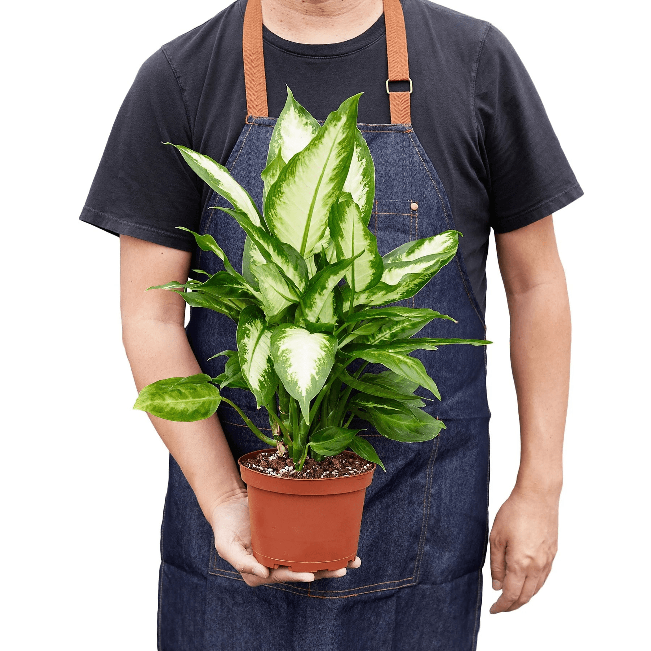 Dieffenbachia Camille - Garden