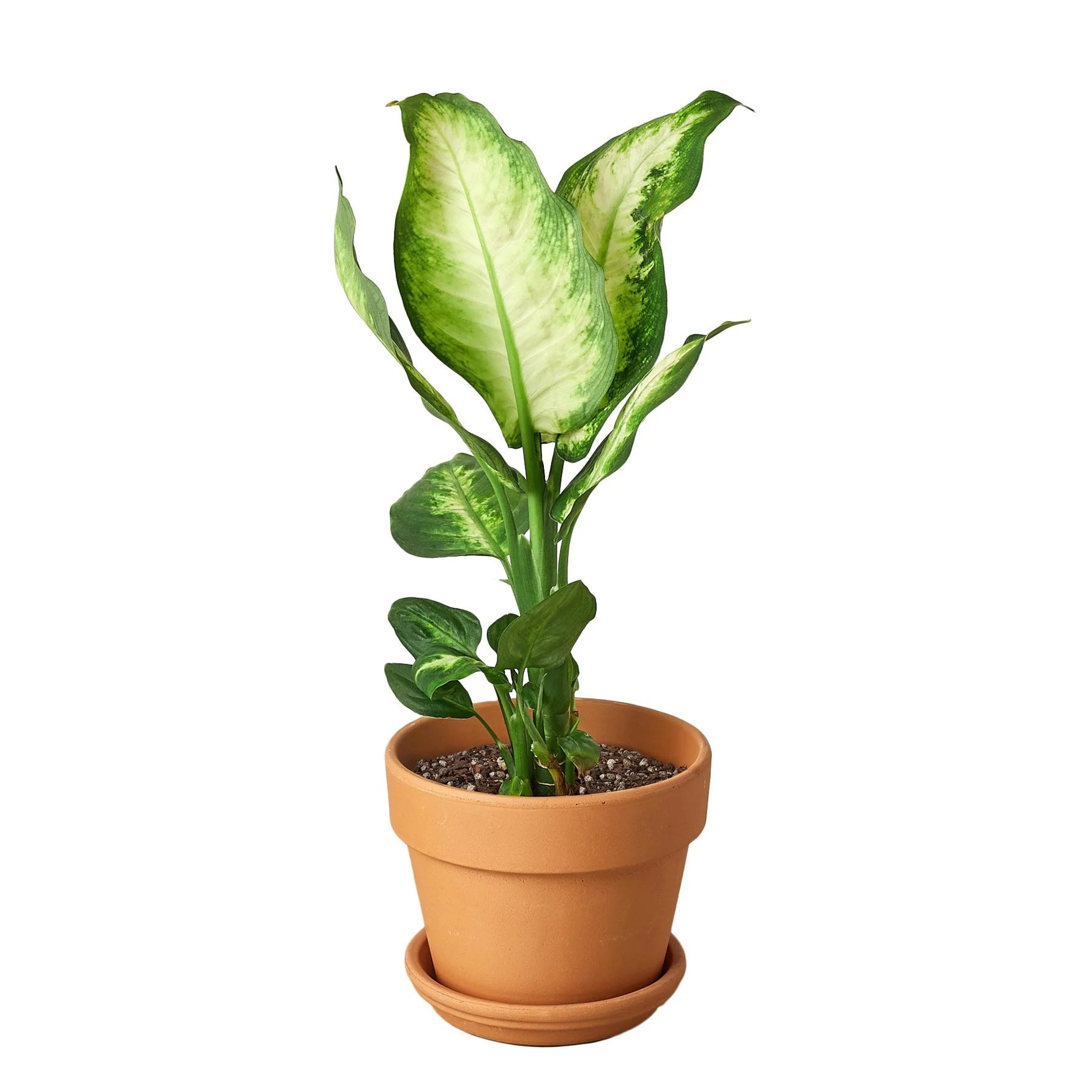 Dieffenbachia Camille - Garden