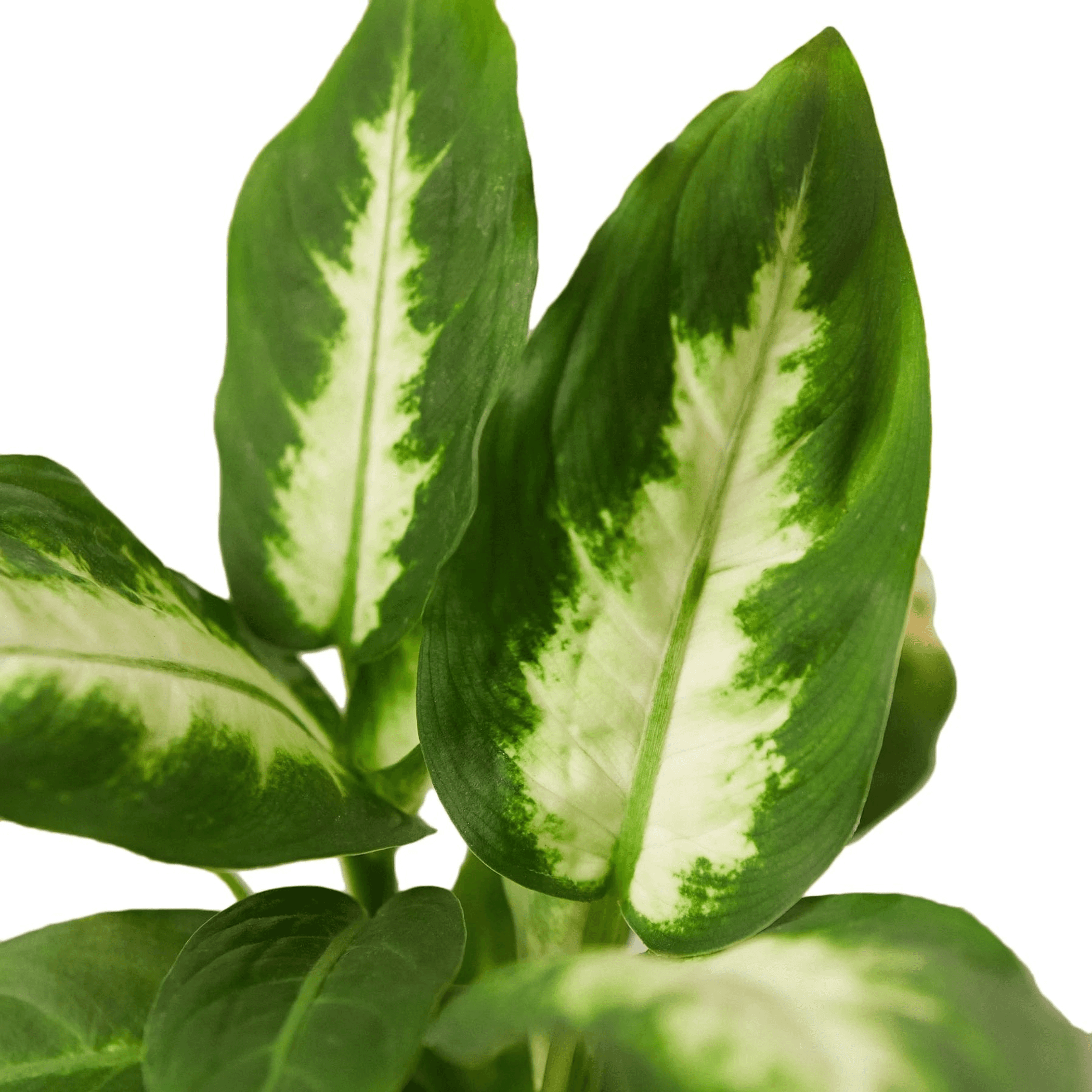 Dieffenbachia Camille - Garden