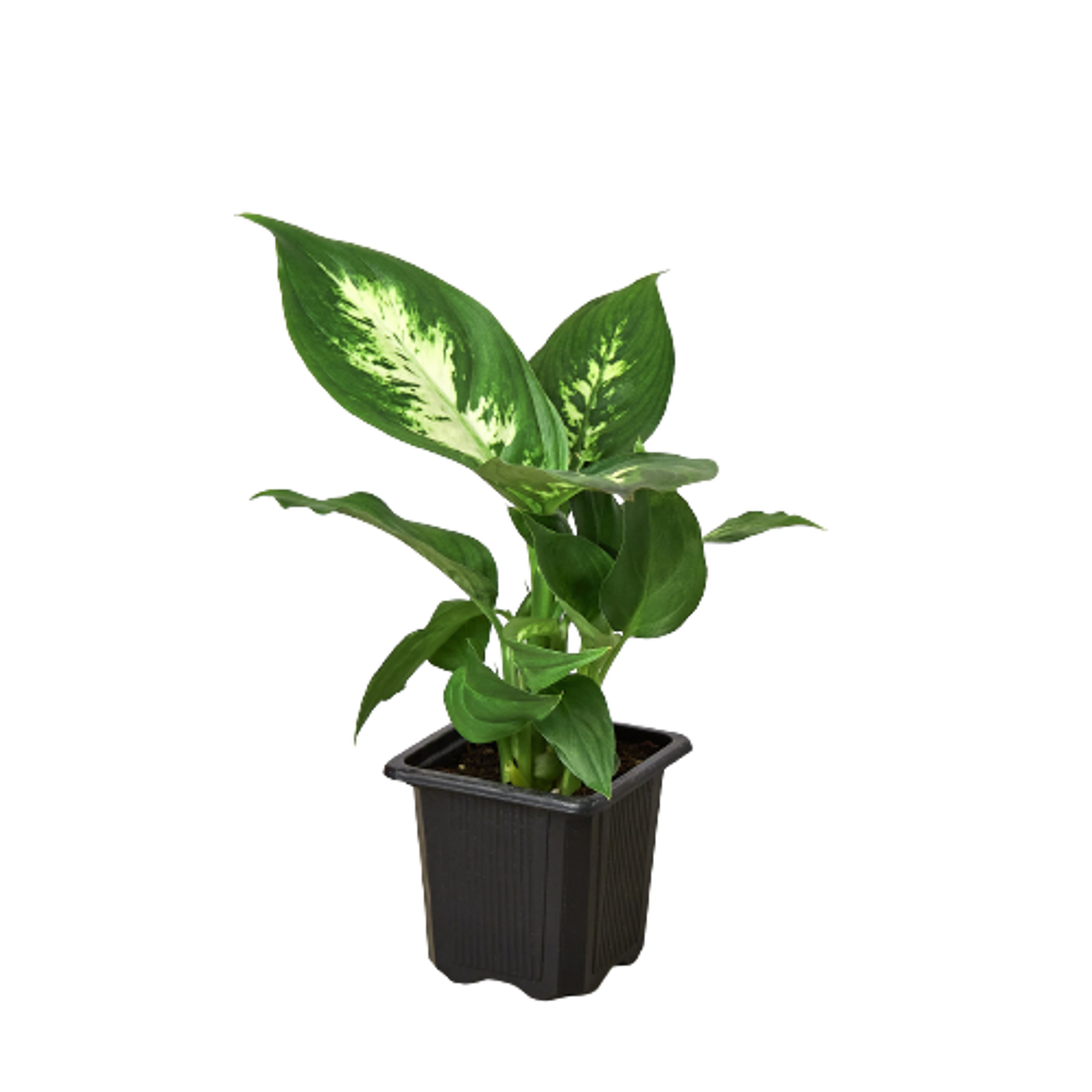 Dieffenbachia Camille - Garden