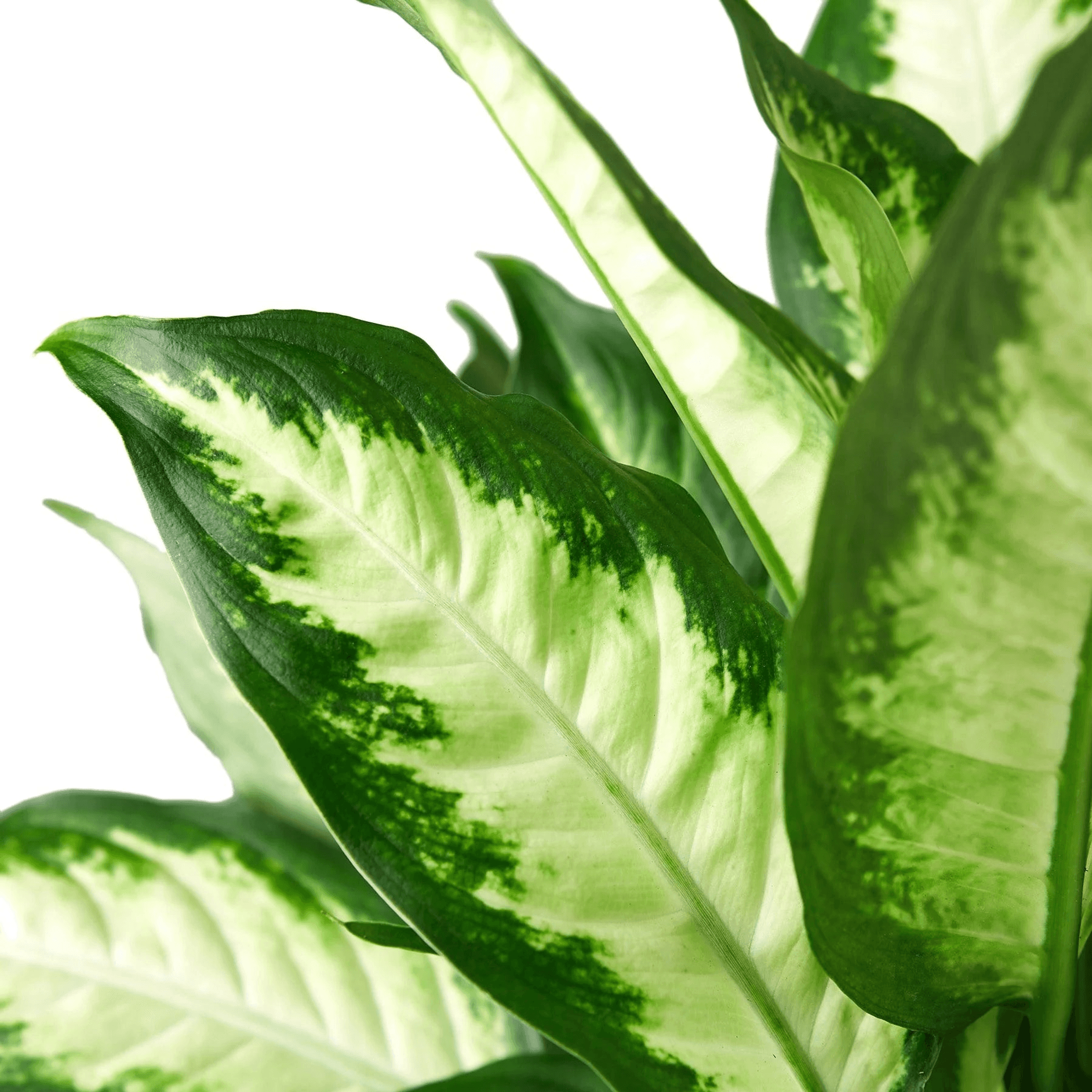 Dieffenbachia Camille - Garden