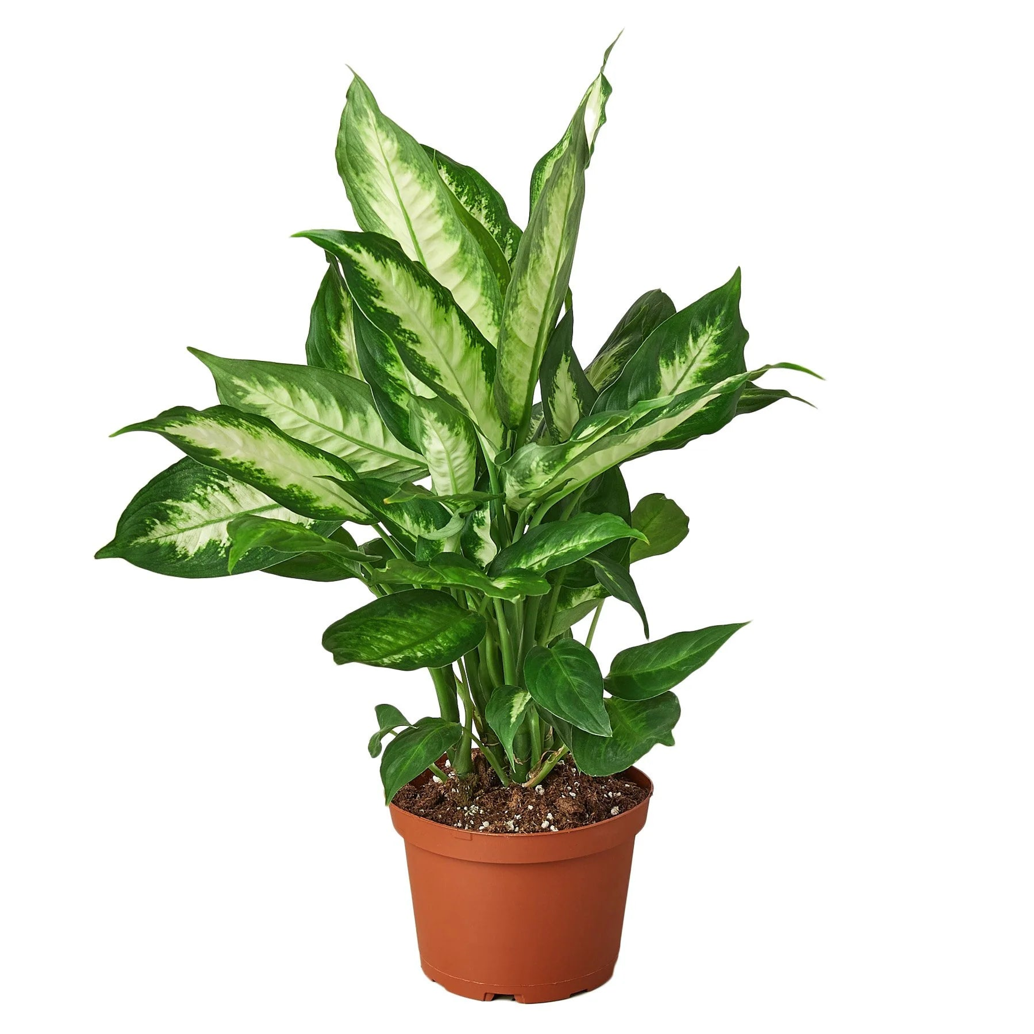 Dieffenbachia Camille - Garden
