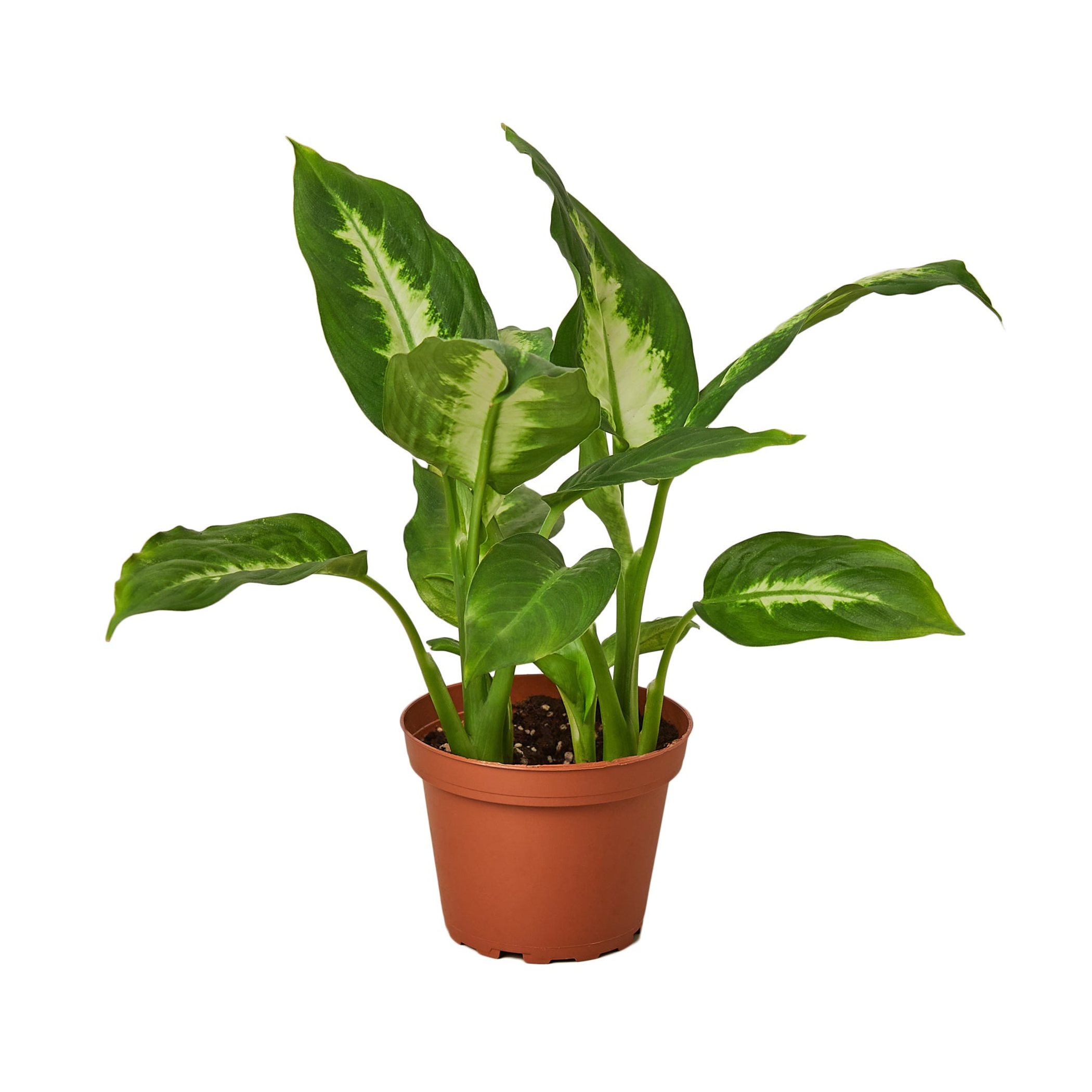 Dieffenbachia Camille - Garden