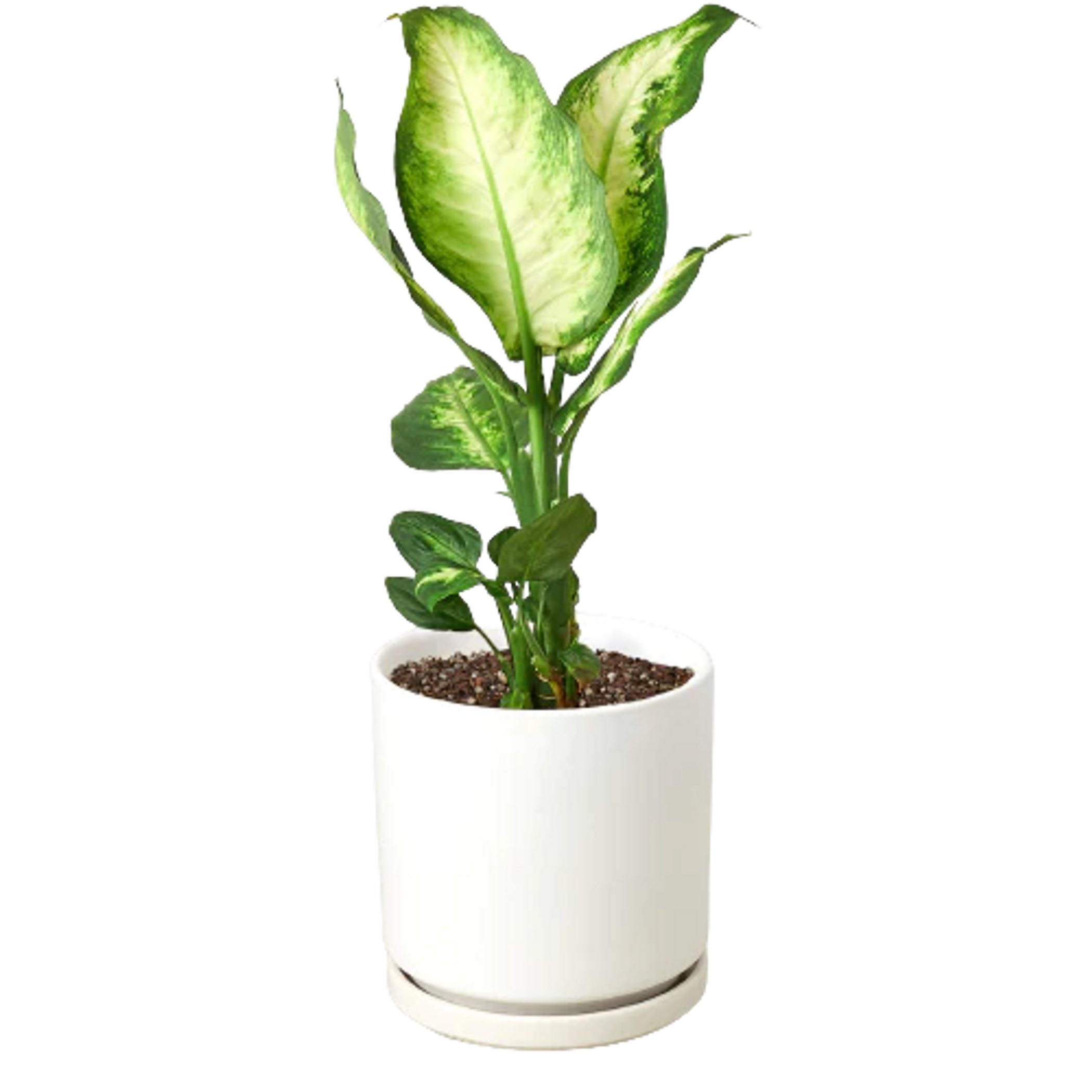Dieffenbachia Camille - Garden