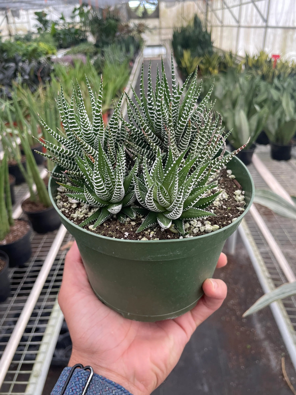 Zebra succulent in green pot, held in hand; rosette of green leaves with white spots