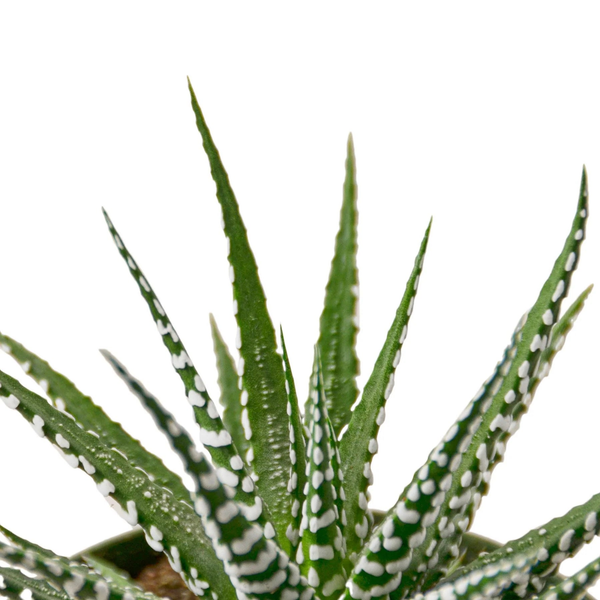 Zebra succulent with green spiky leaves and white polka-like stripes