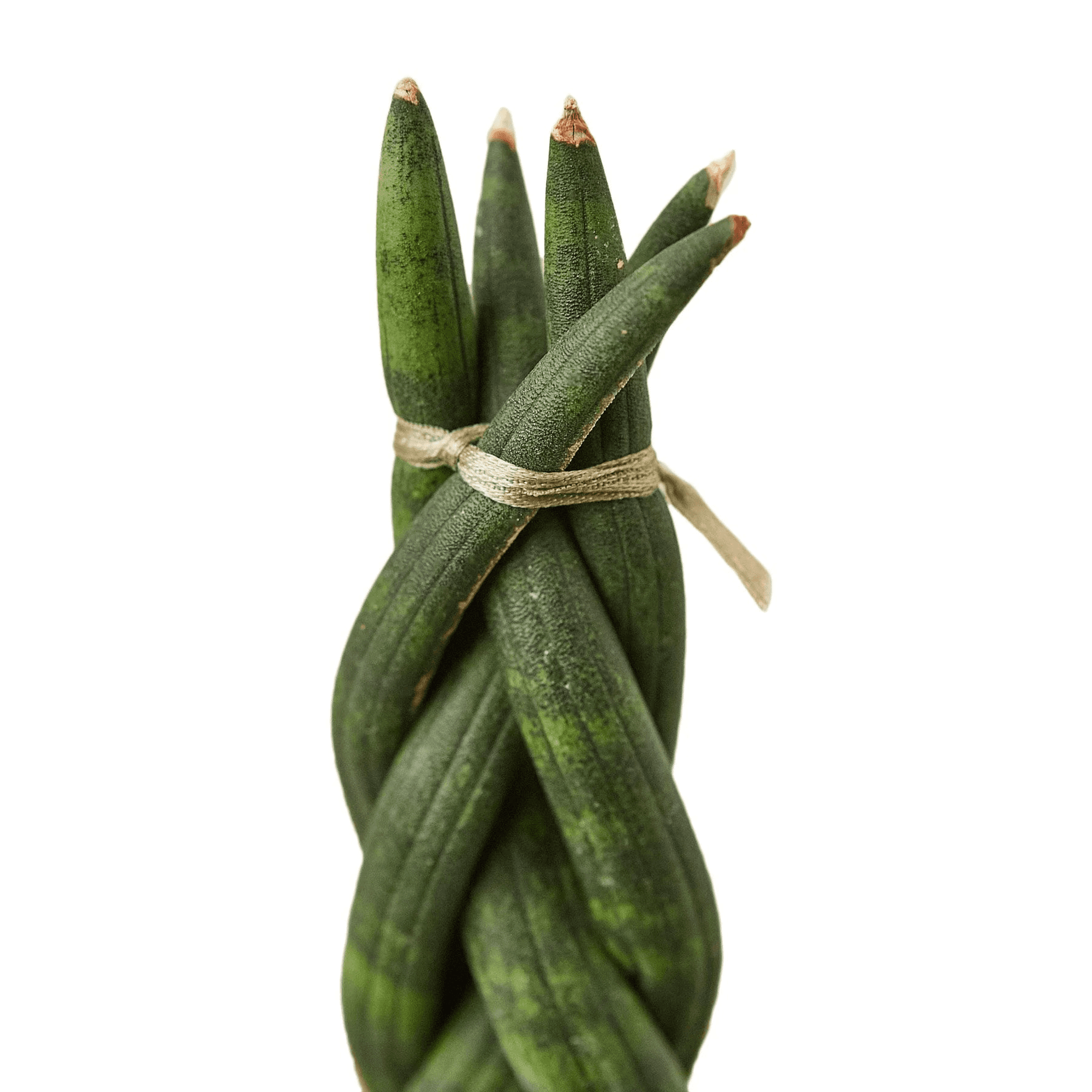 Braided snake plant with tall green leaves tied together with a tan ribbon