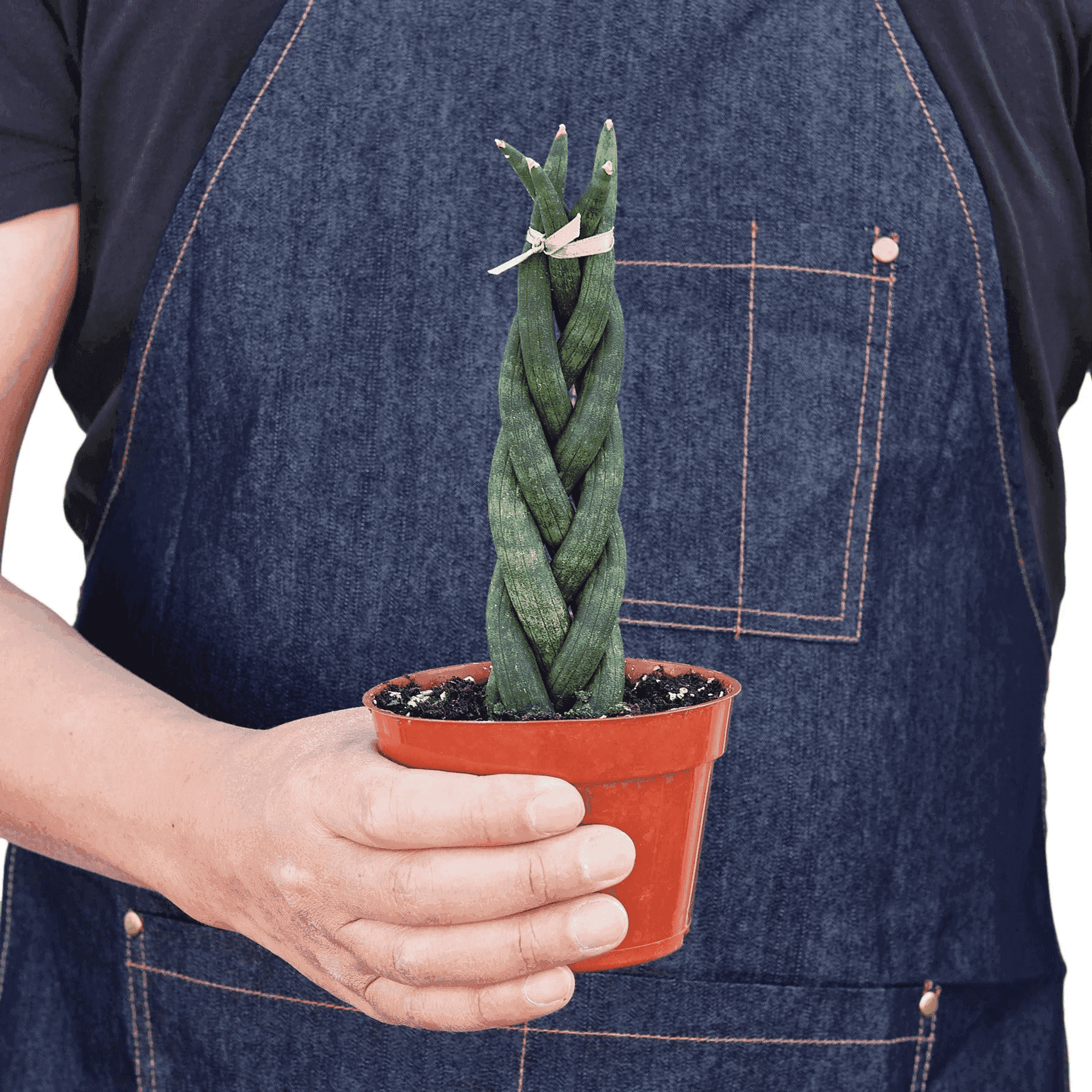 Braided snake plant in terracotta pot held by hand, twisted green leaves
