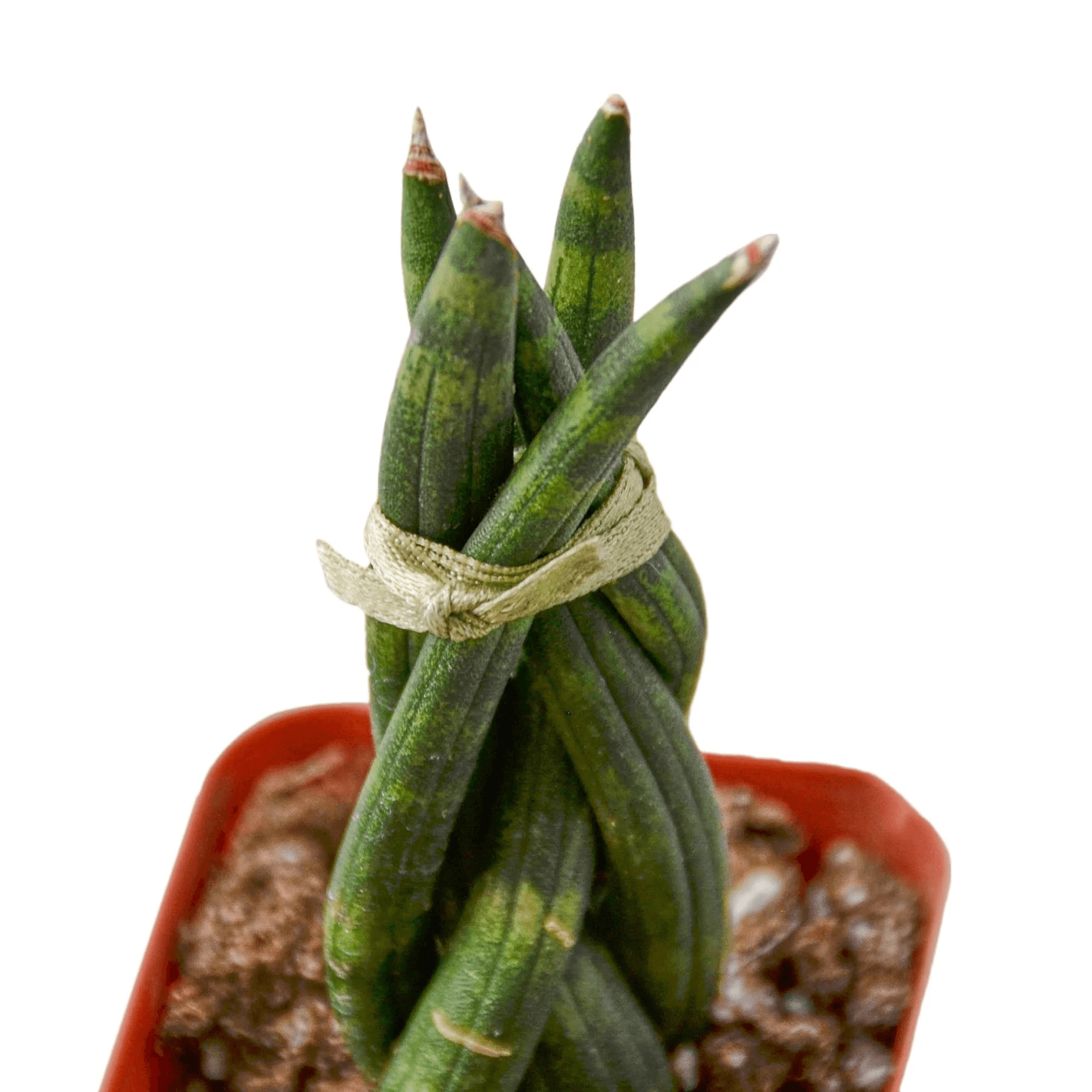 Braided snake plant with twine band, pointed green leaves in terracotta pot
