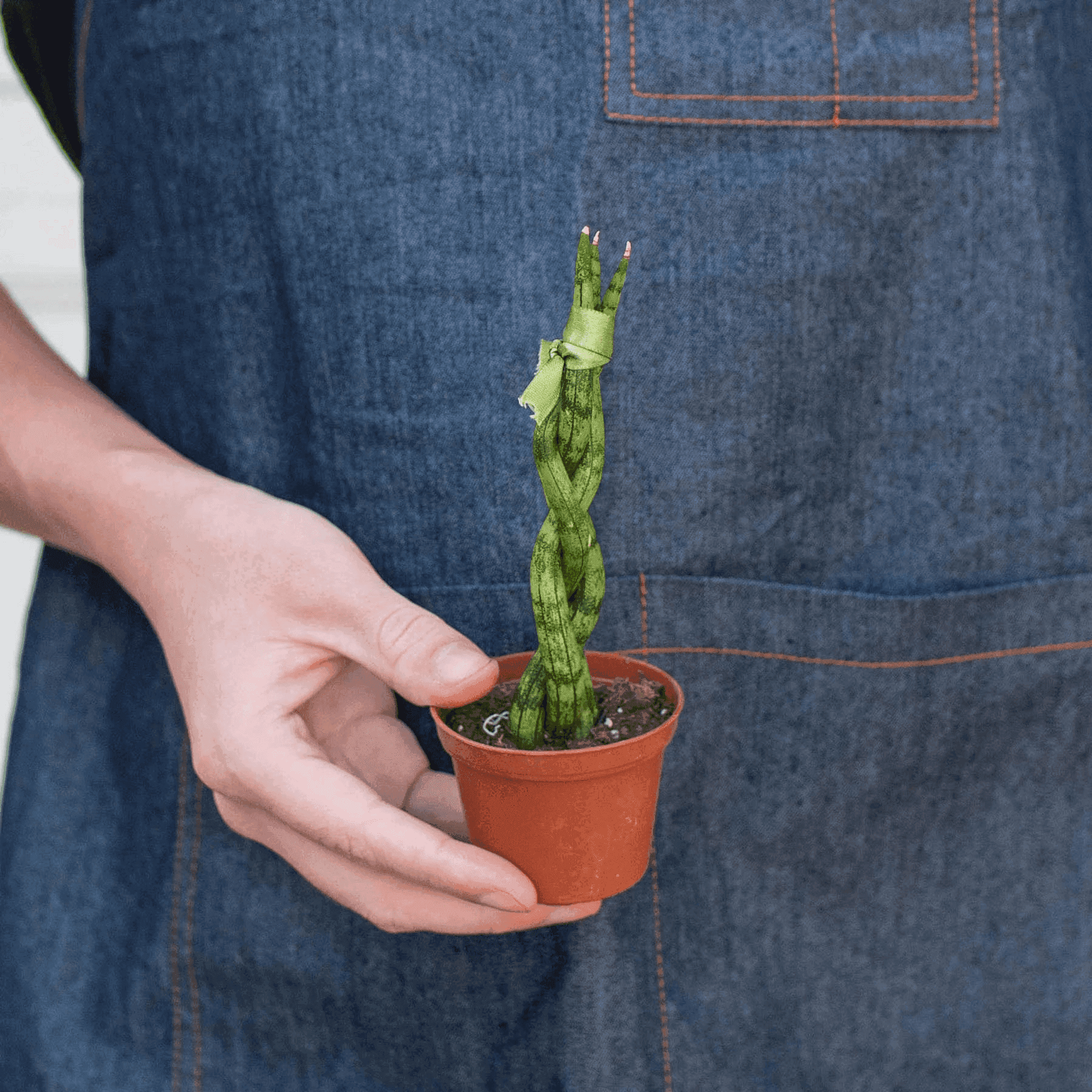 Braided snake plant in terracotta pot with hands gripping the sides