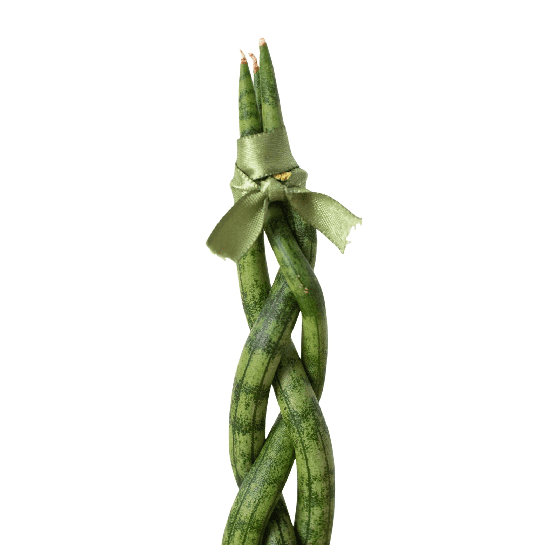 Braided snake plant with green variegated leaves tied with light fabric ribbon
