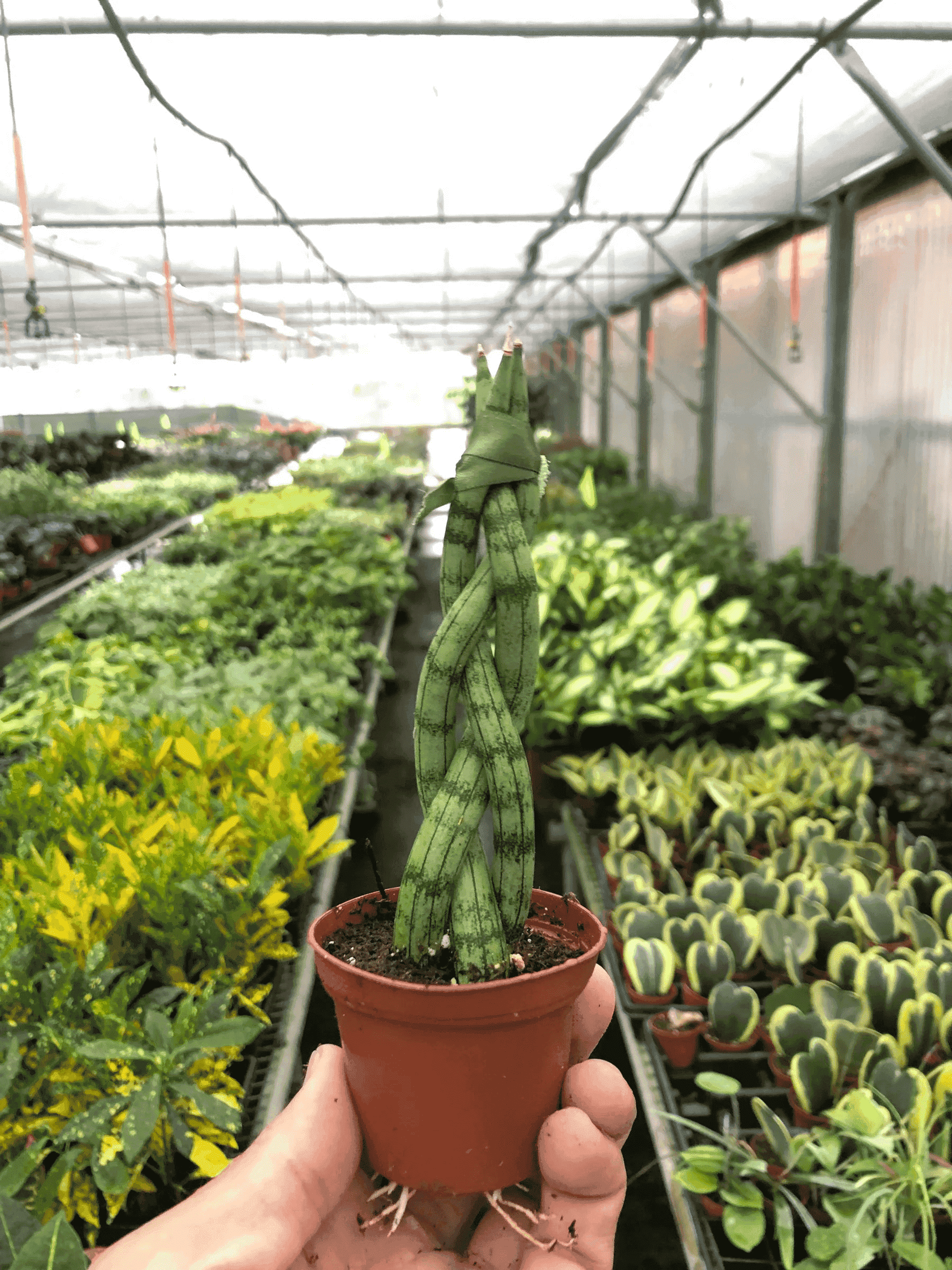 Braided snake plant in terracotta pot held by hand, twisted green leaves