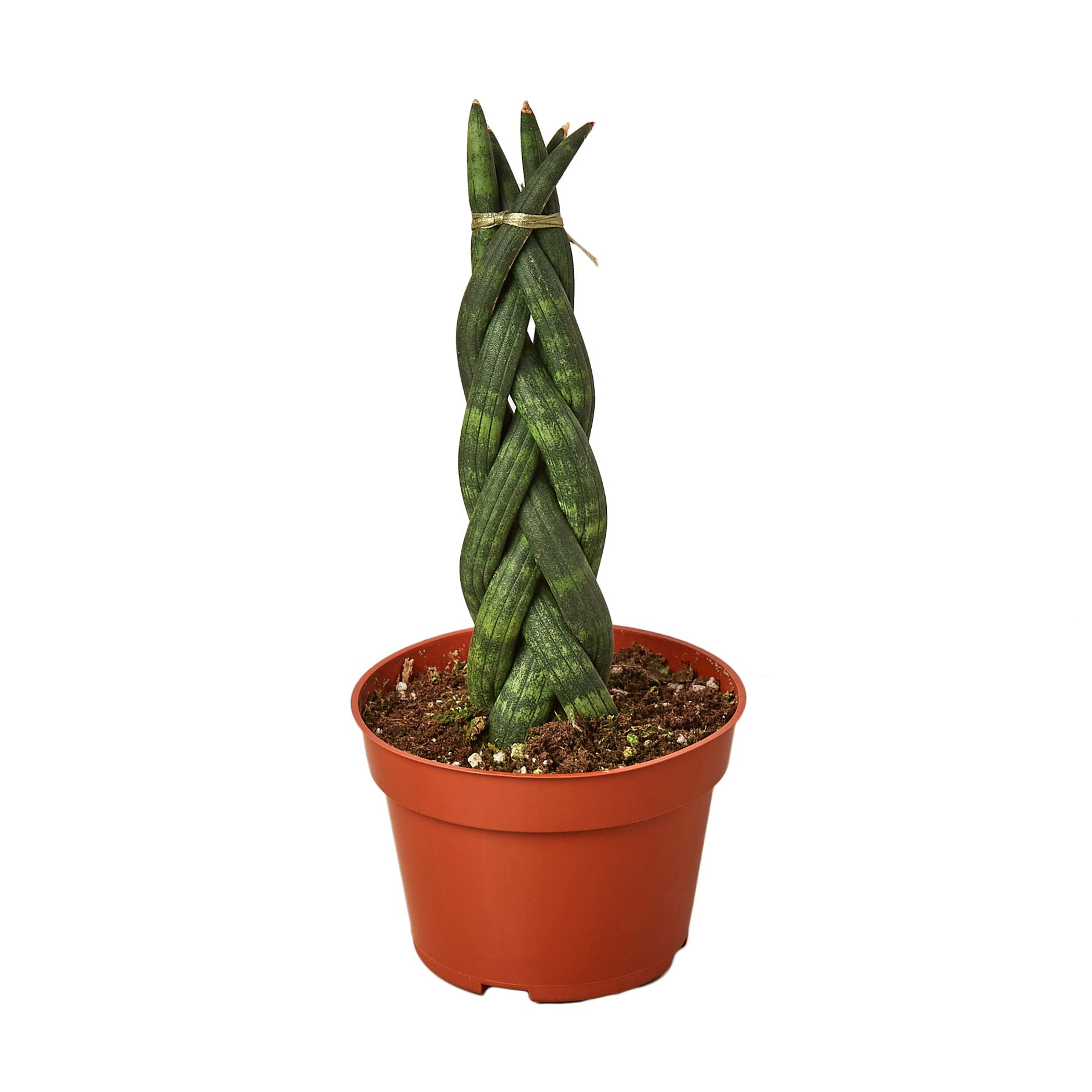 Braided snake plant in terracotta pot, braided green leaves tied with twine