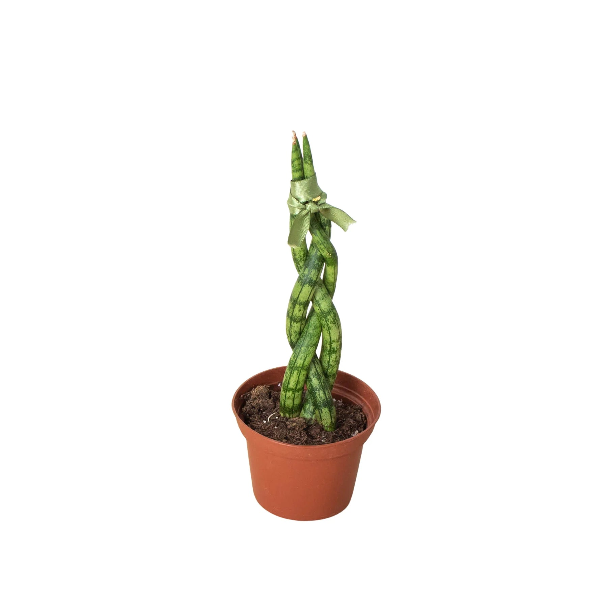 Braided snake plant in terracotta pot, tall dark-green leaves with light bands