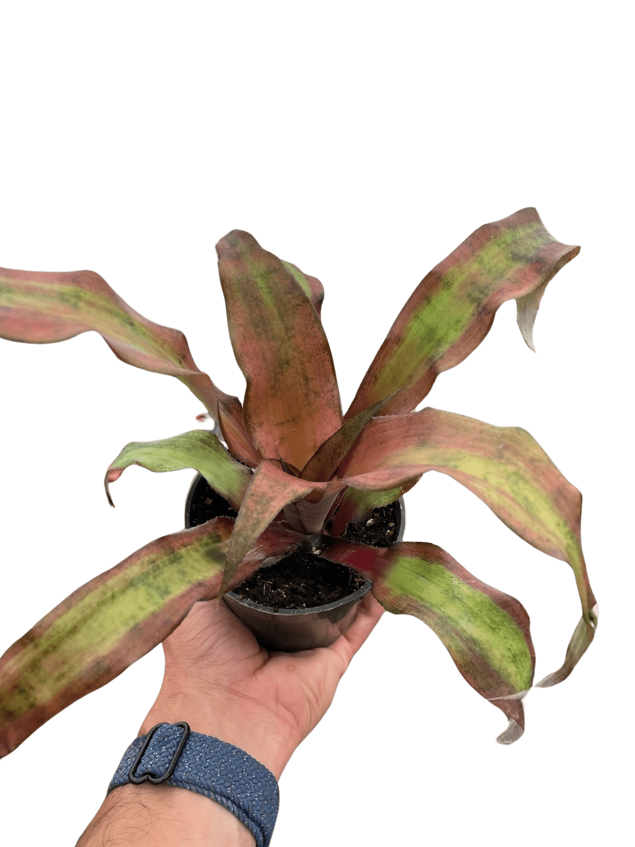 Potted rosette plant with green and maroon striped leaves