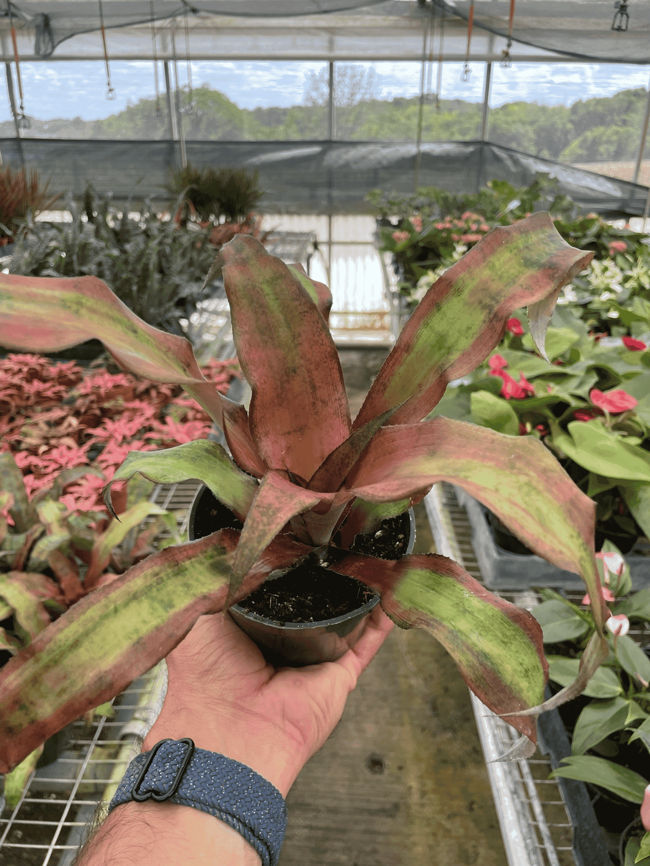 Potted rosette plant with green and maroon striped leaves in small pot