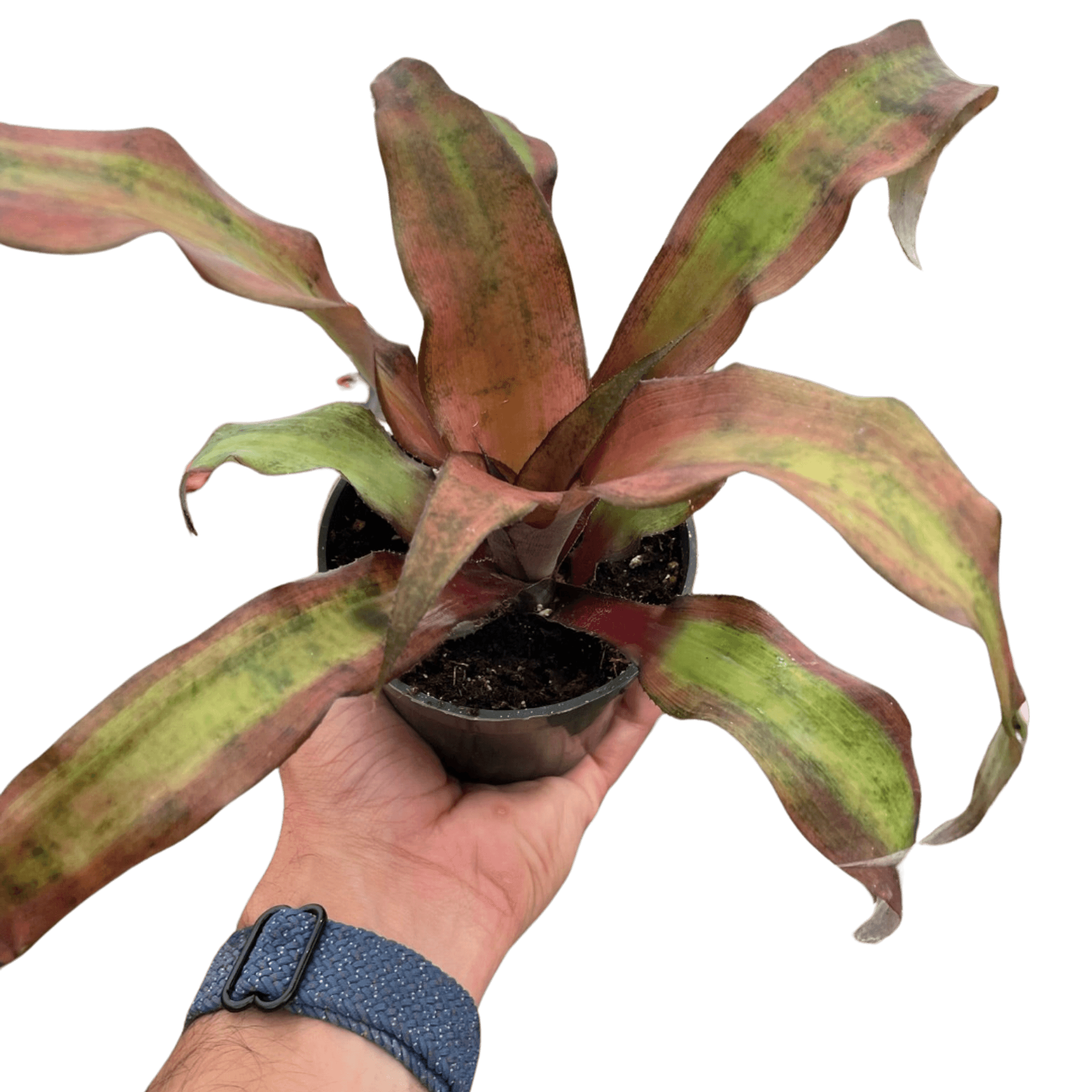 Potted rosette plant with long green and maroon striped leaves